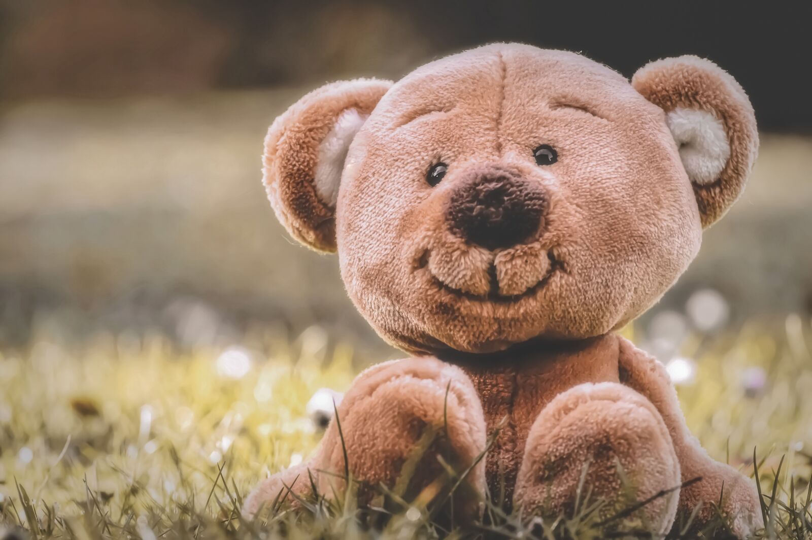 Nikon D3200 sample photo. Teddy, meadow, soft toy photography