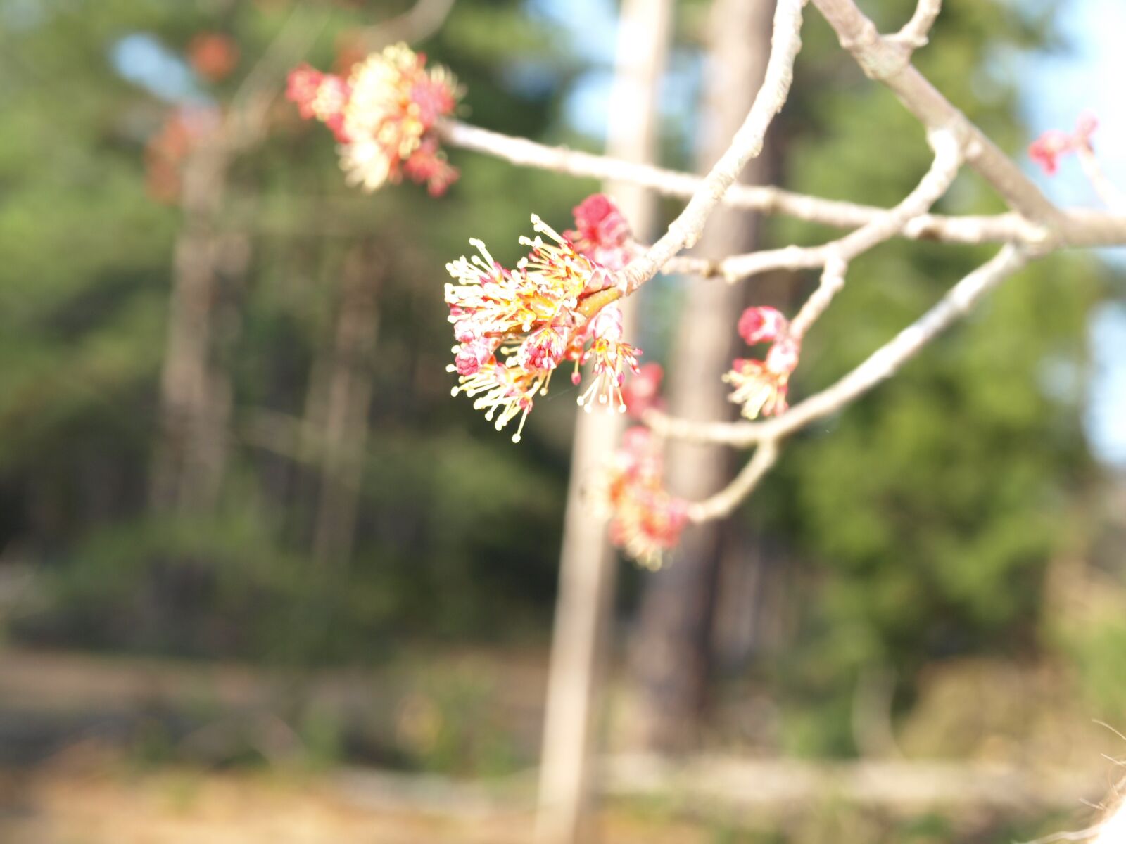 Olympus E-510 (EVOLT E-510) sample photo. Maple flower, blossom, seedling photography