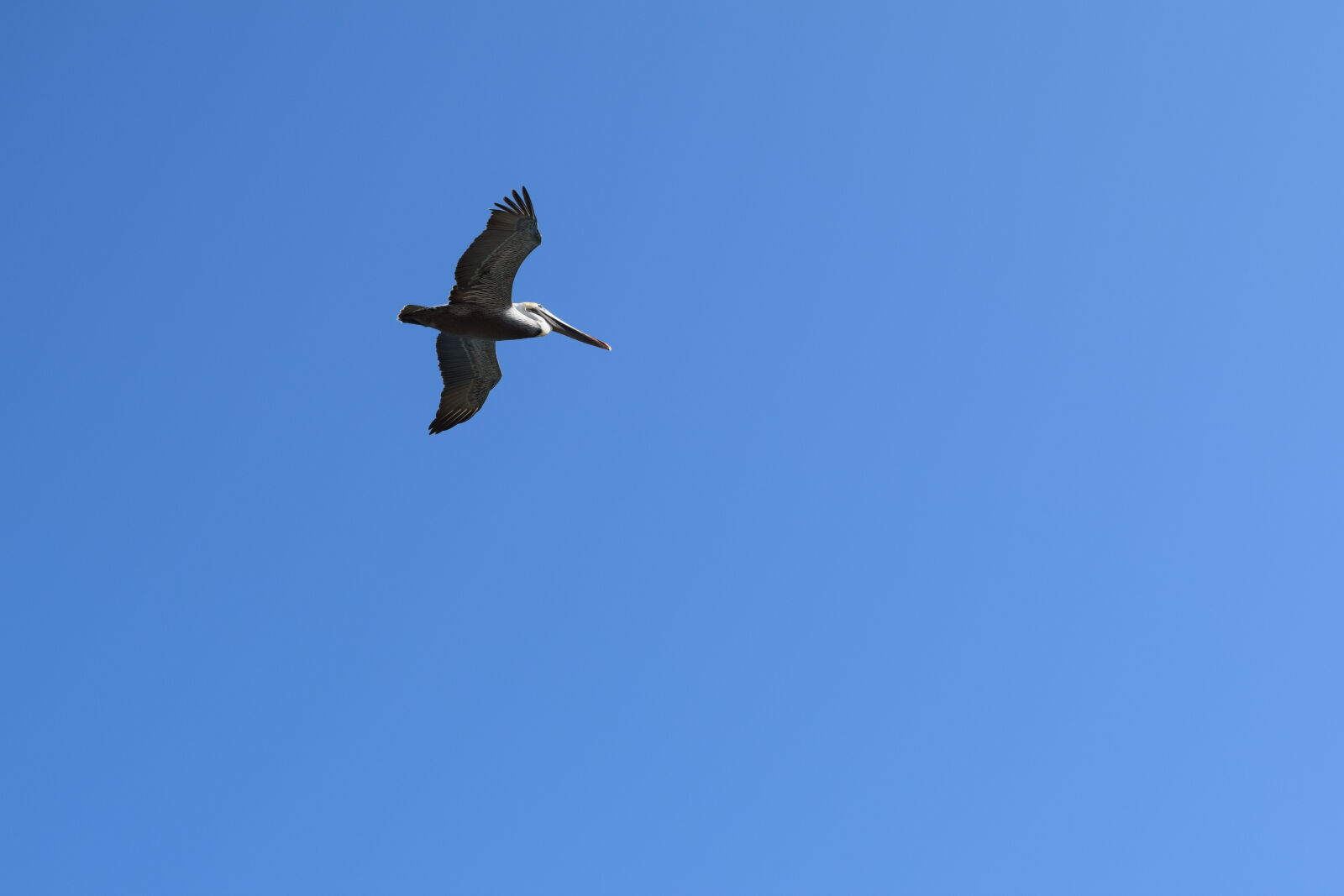 Nikon D3300 sample photo. Bird, sea, bird photography