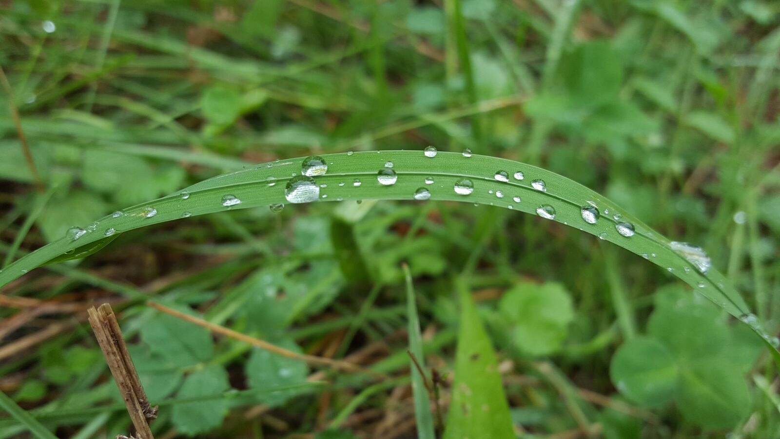 Samsung GALAXY S6 edge sample photo. Grass, rain, nature photography