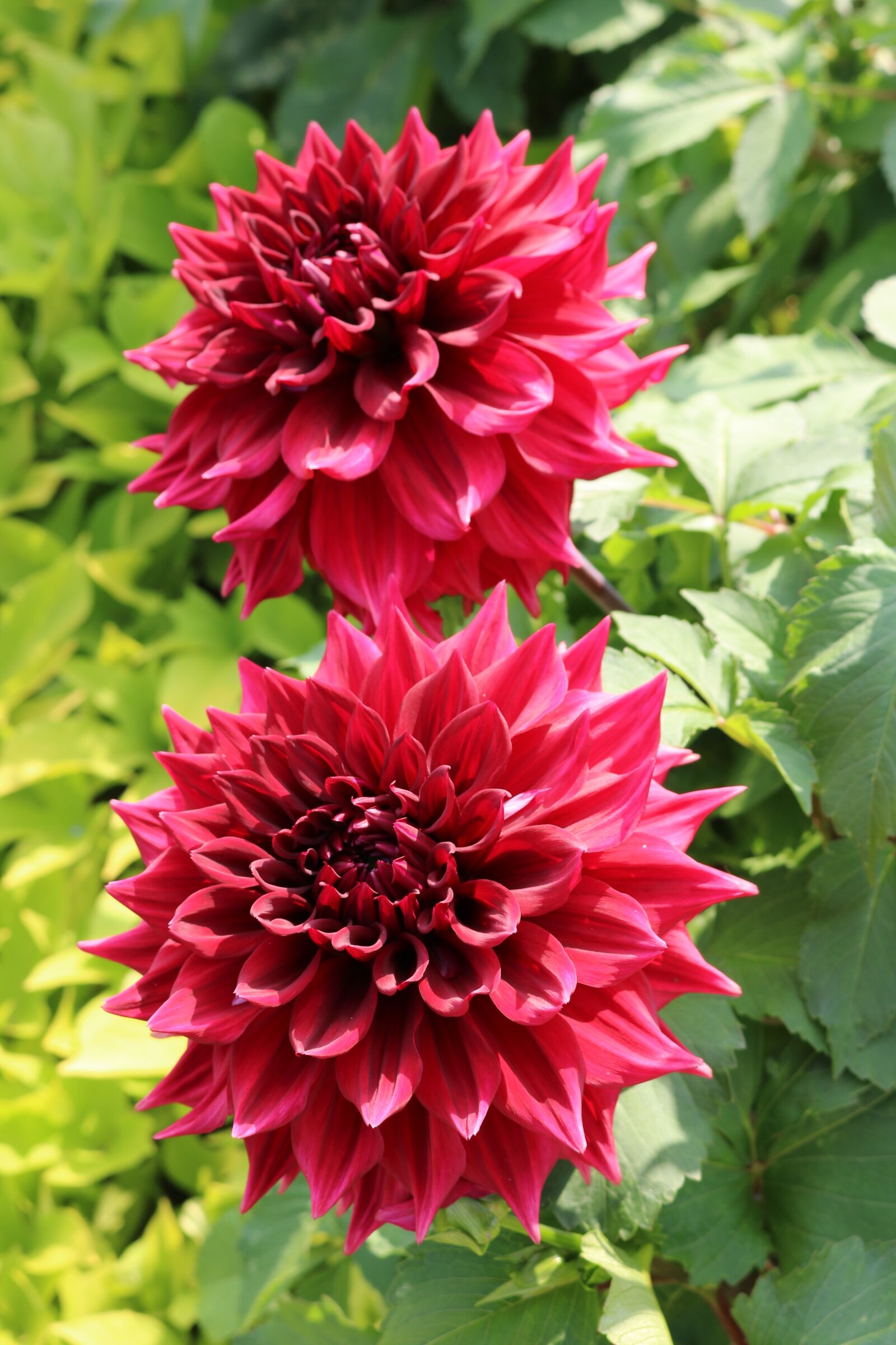 Canon EOS 750D (EOS Rebel T6i / EOS Kiss X8i) sample photo. Flowers, chrysanthemum, bright colors photography