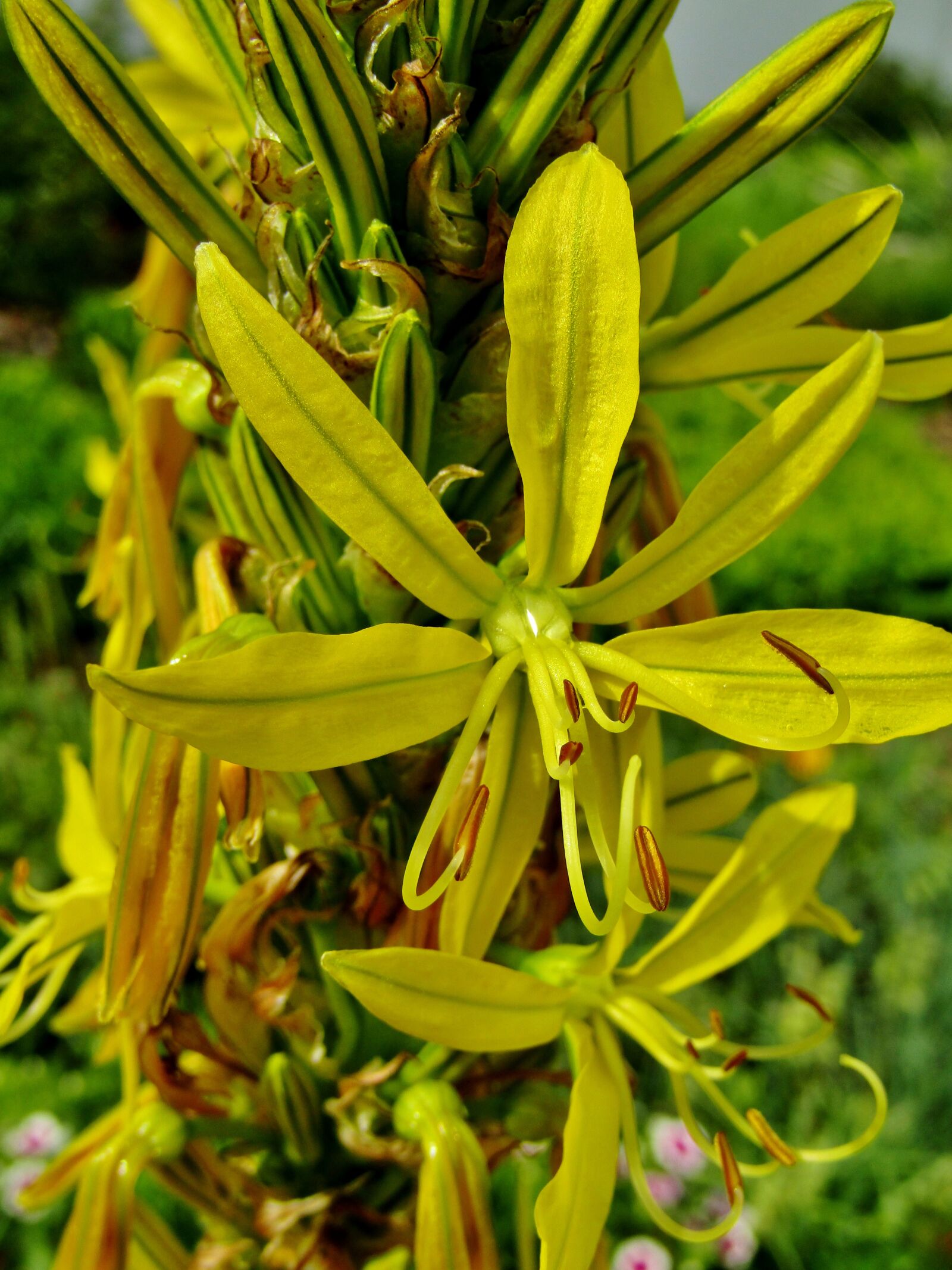 Canon POWERSHOT SX432 IS sample photo. Asphodeline lutea, flower, junker photography