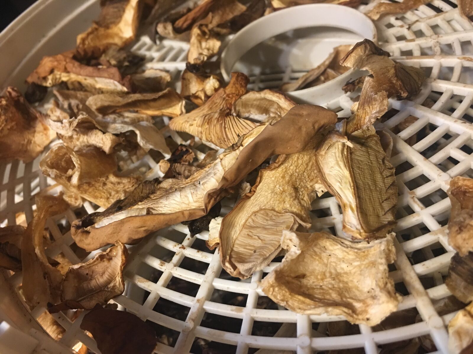 Apple iPhone 6s Plus sample photo. Mushroom, mushrooms, forest photography