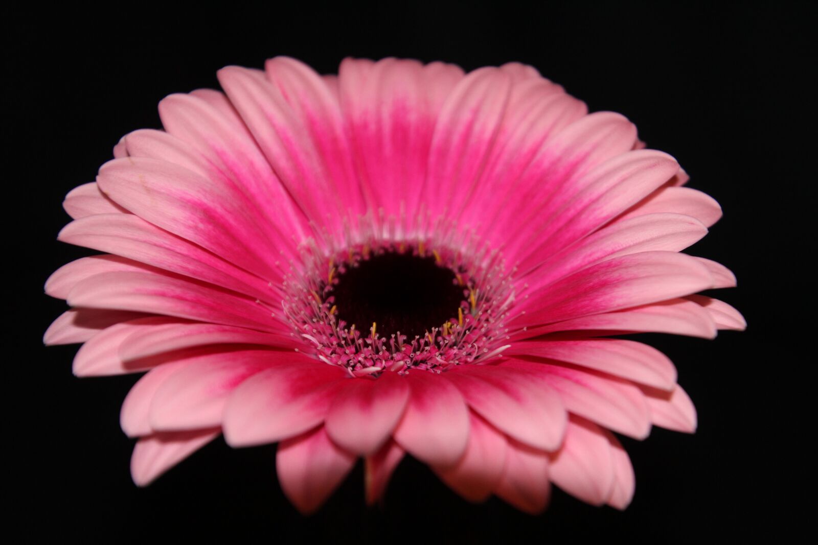 Canon EOS 1200D (EOS Rebel T5 / EOS Kiss X70 / EOS Hi) sample photo. Gerbera, flower, blossom photography