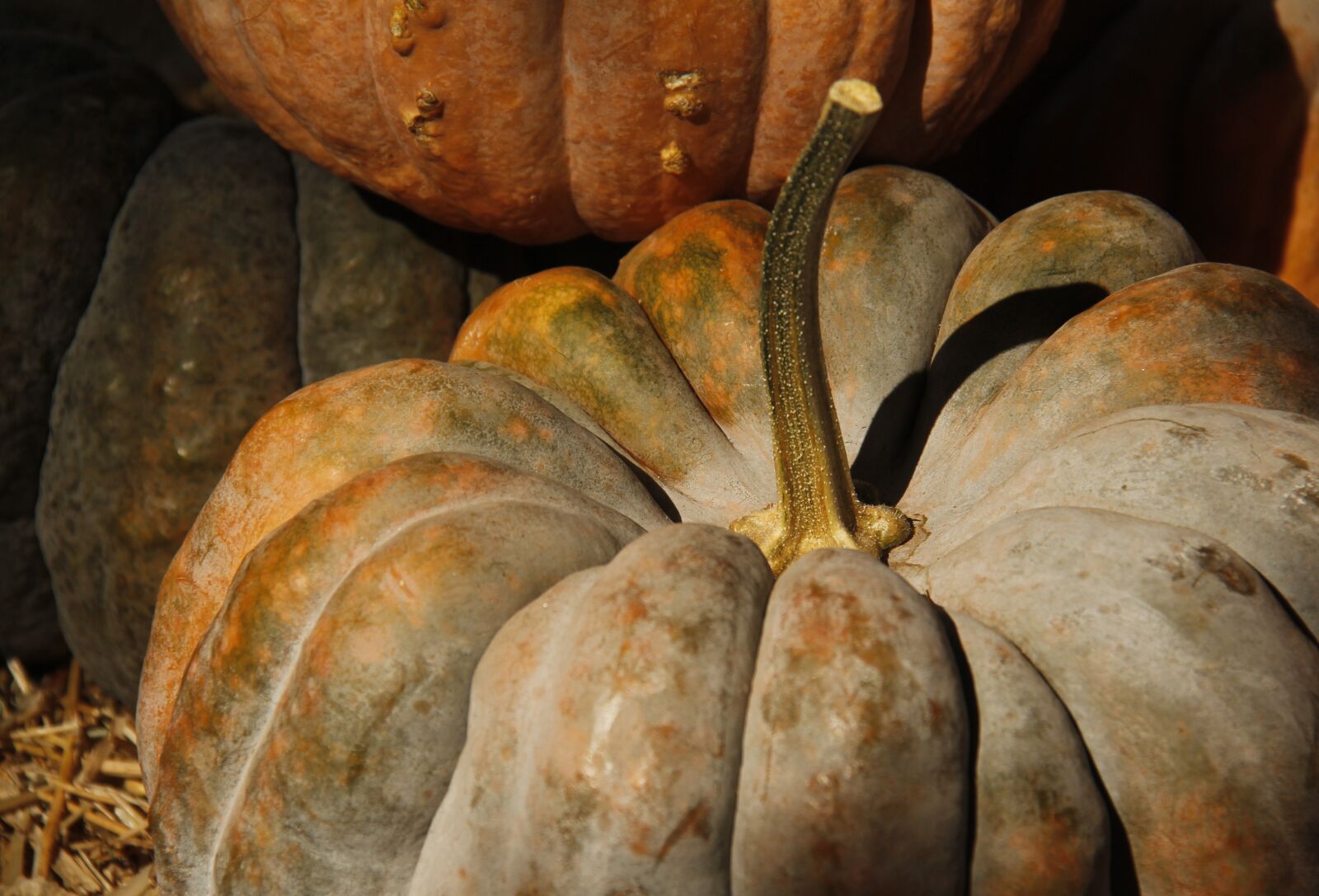 Canon EF-S 18-200mm F3.5-5.6 IS sample photo. Pumpkin, fall, autumn photography