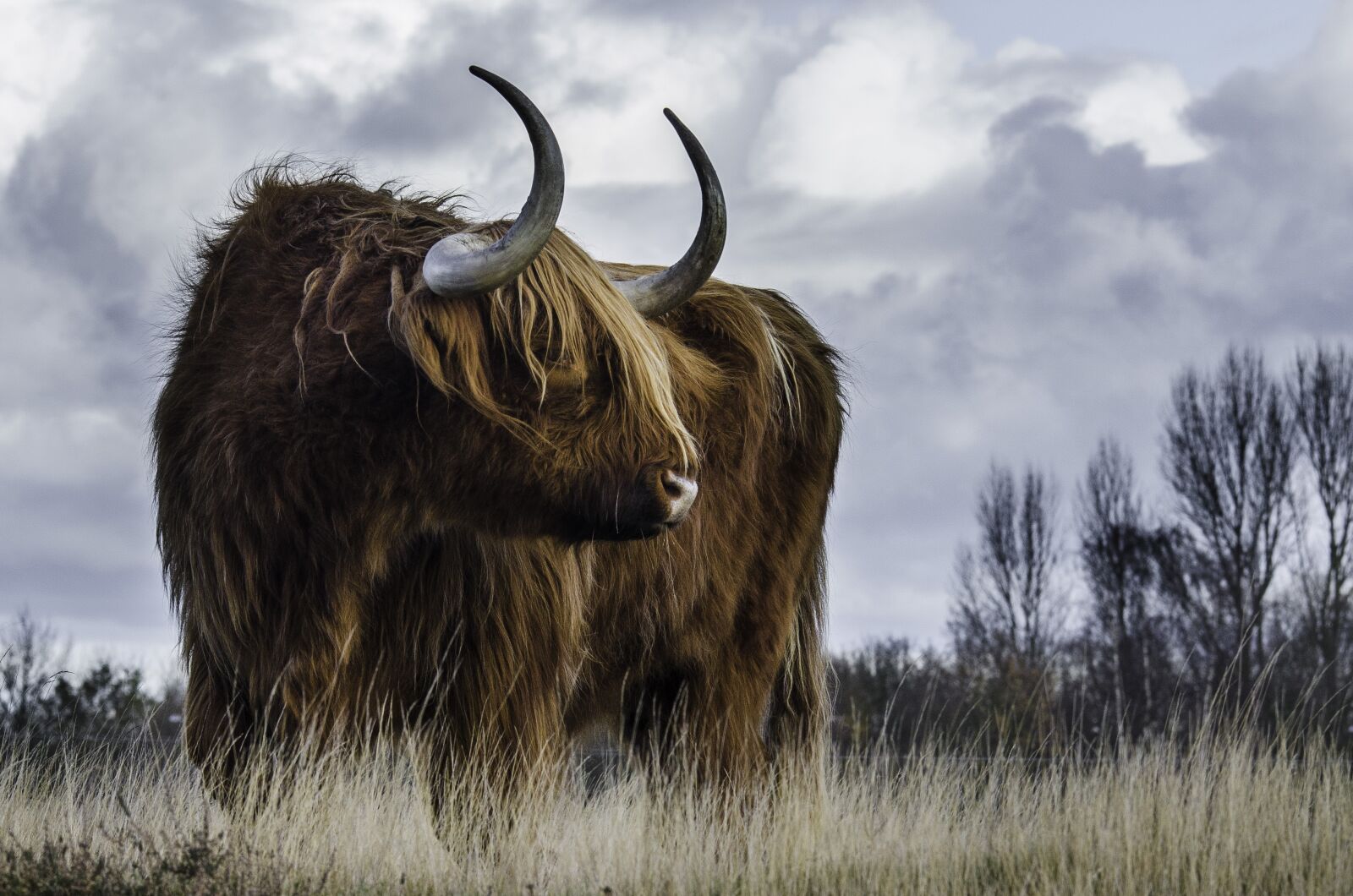 Nikon D7000 sample photo. Cow, cattle, animal photography