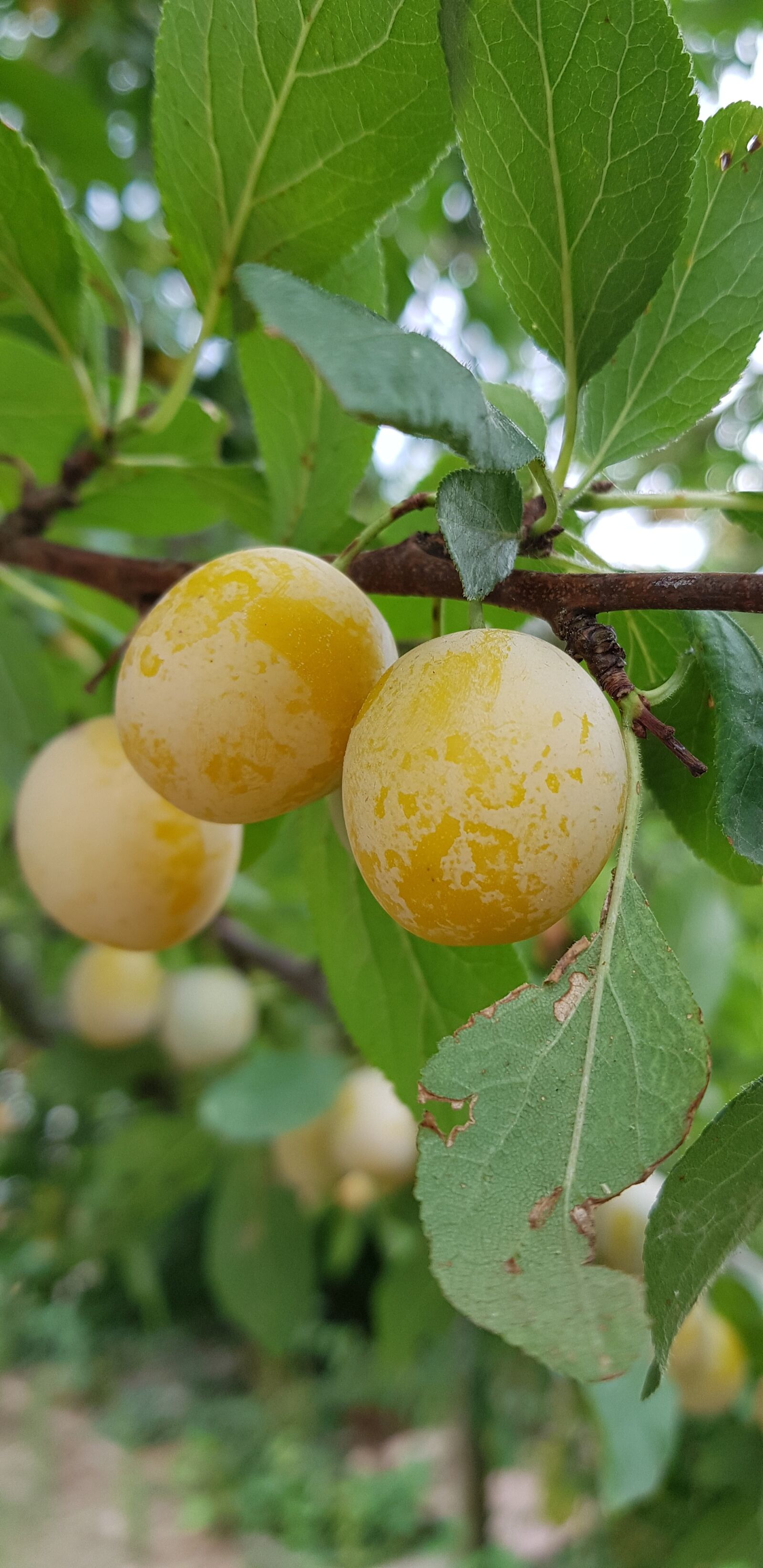 Samsung Galaxy S8+ sample photo. Yellow plums, tree, mirabelle photography