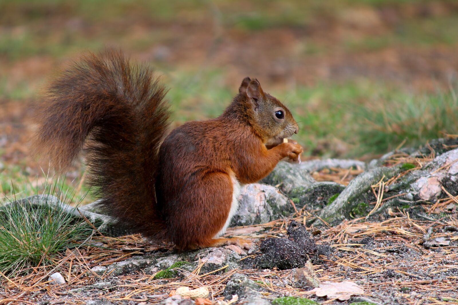 Canon EOS 1100D (EOS Rebel T3 / EOS Kiss X50) sample photo. Squirrel, food, eat photography
