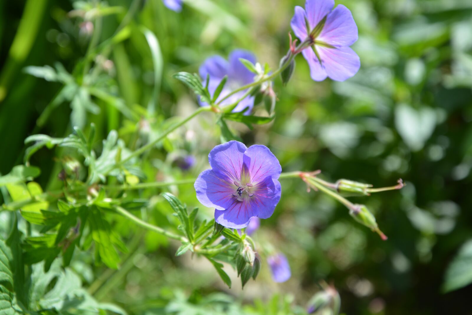Nikon D5200 sample photo. Flowers purple, violet, flowers photography
