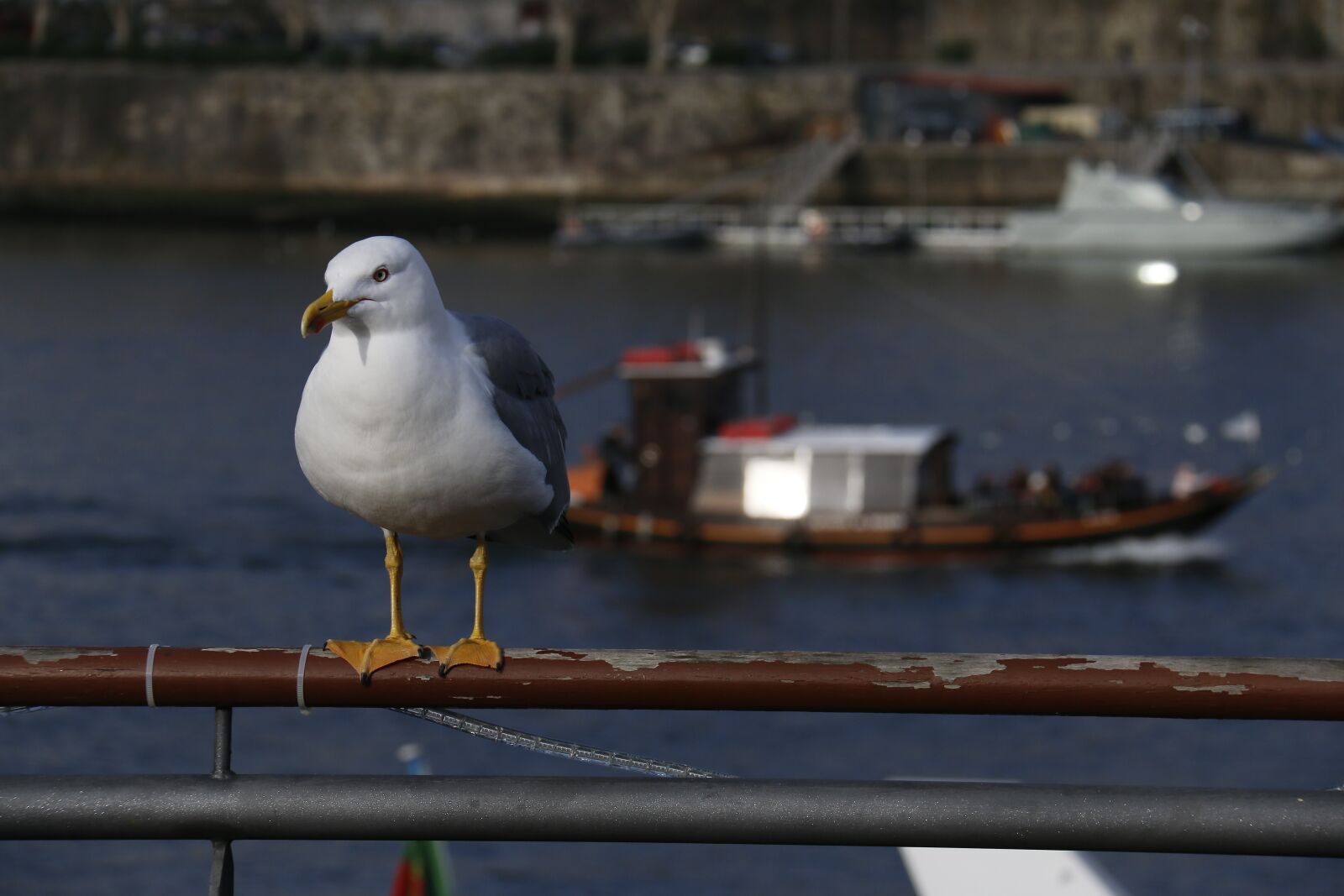 Canon EF-S 18-200mm F3.5-5.6 IS sample photo. Seagull, vigilant, rio photography