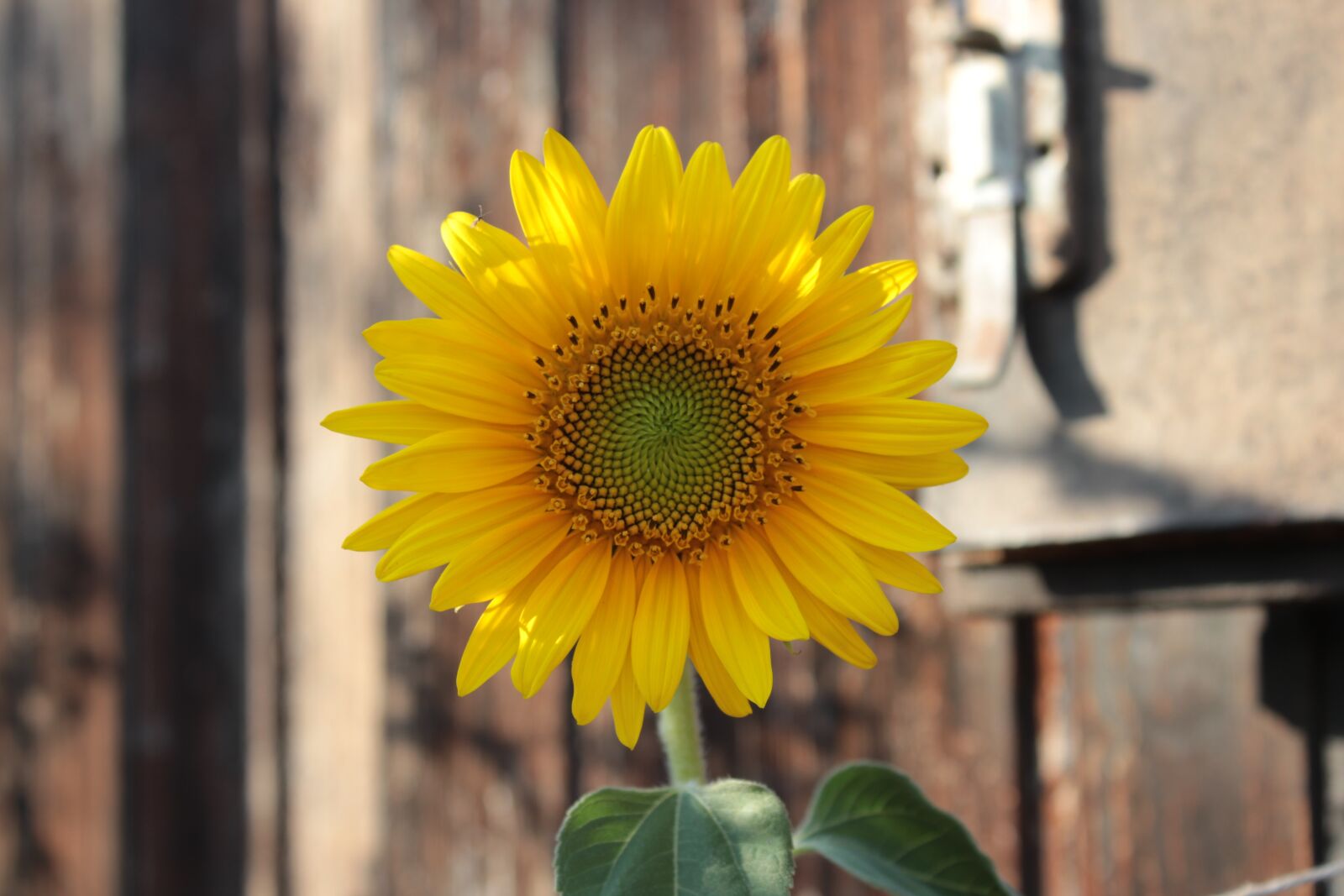 Canon EOS 1300D (EOS Rebel T6 / EOS Kiss X80) sample photo. Sunflower, flower, blossom photography