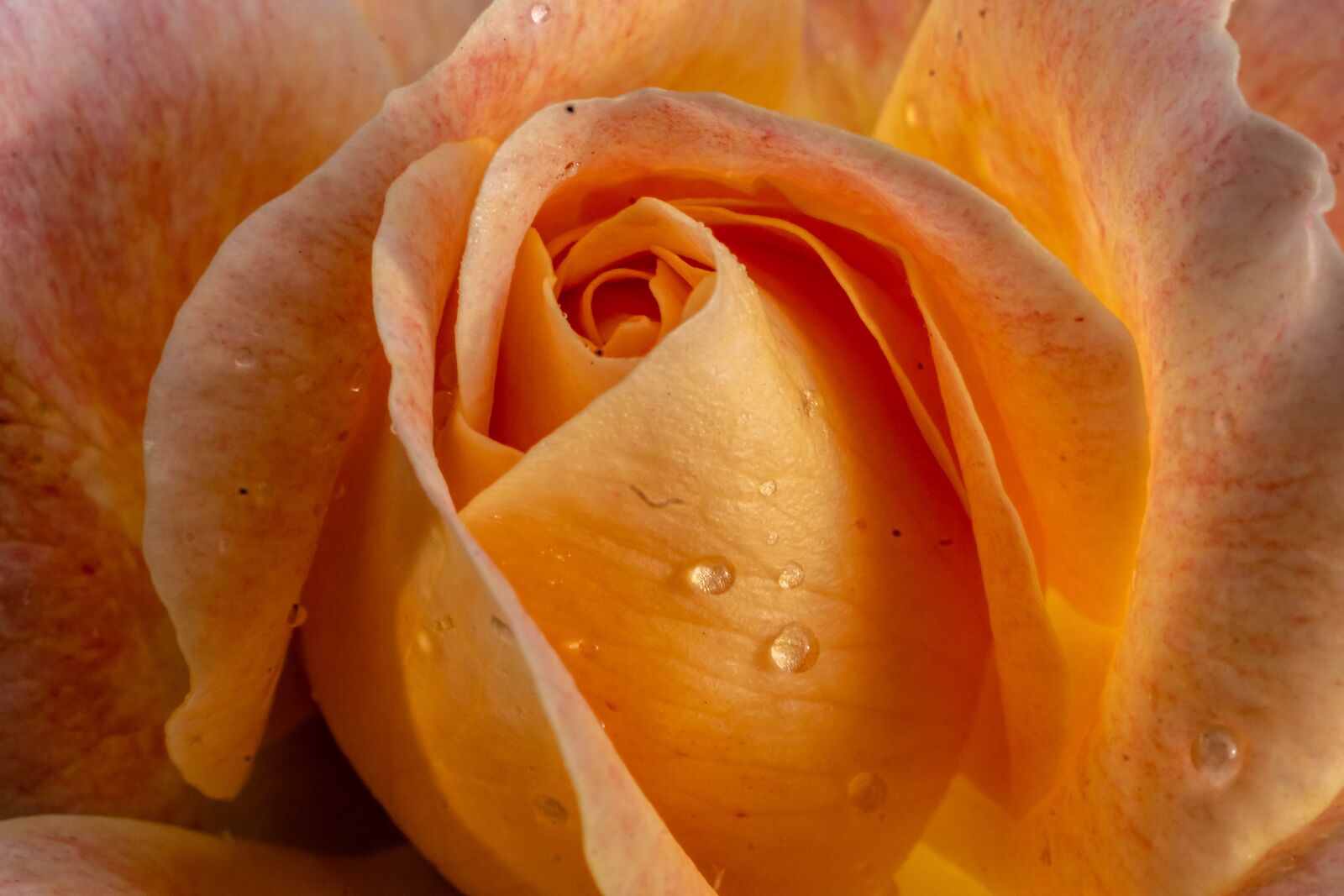 MACRO 50mm F2.8 sample photo. Macro, rose, nature photography