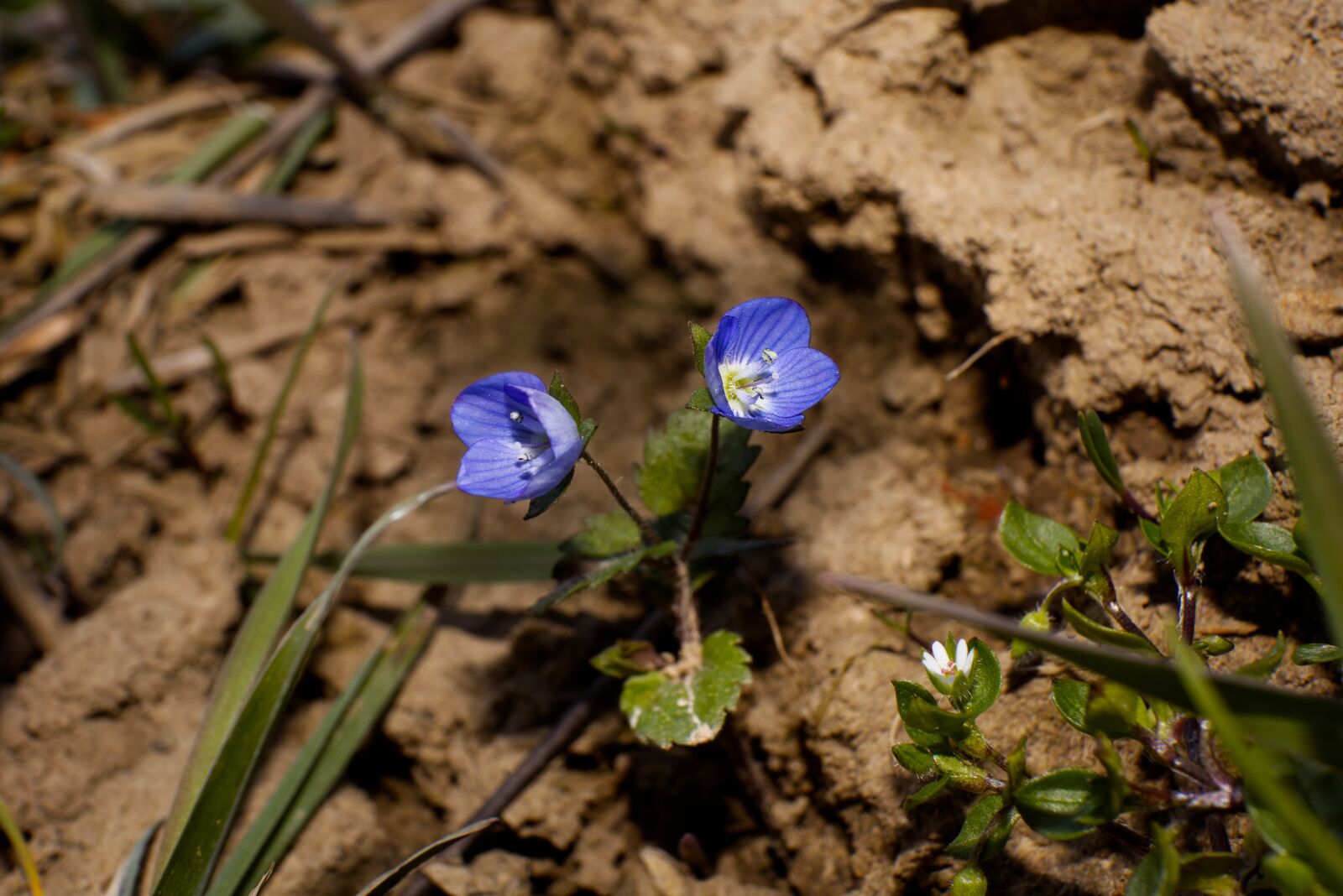 Canon EOS M50 Mark II (EOS Kiss M2) sample photo