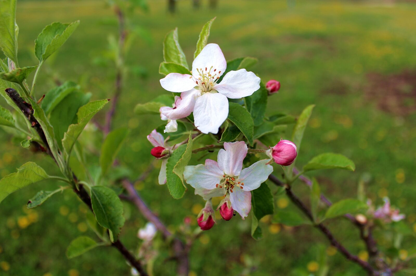 Canon EOS 700D (EOS Rebel T5i / EOS Kiss X7i) sample photo. Flower, pom, flourished photography