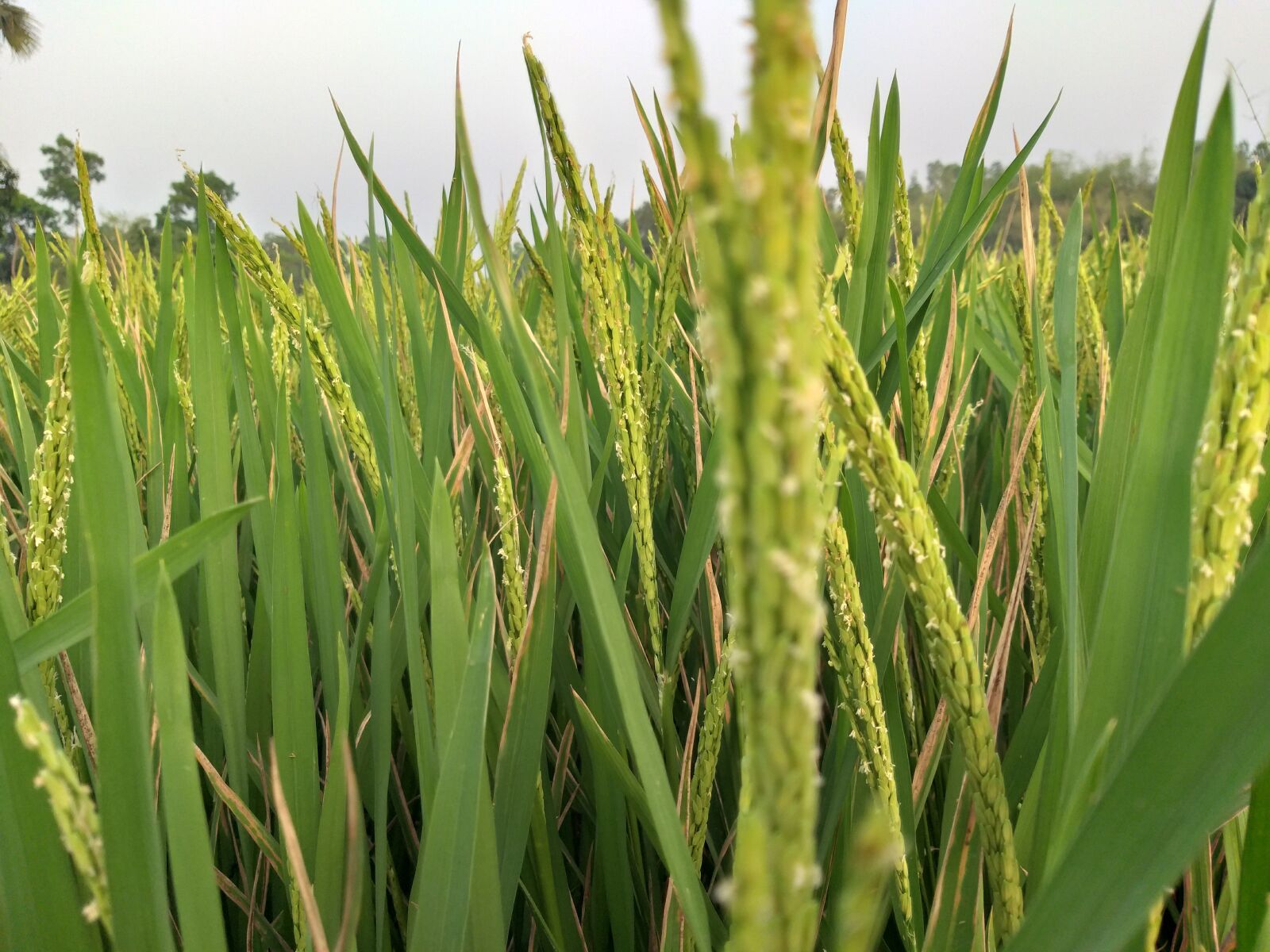 Samsung Galaxy J8 sample photo. Paddy field, green, field photography