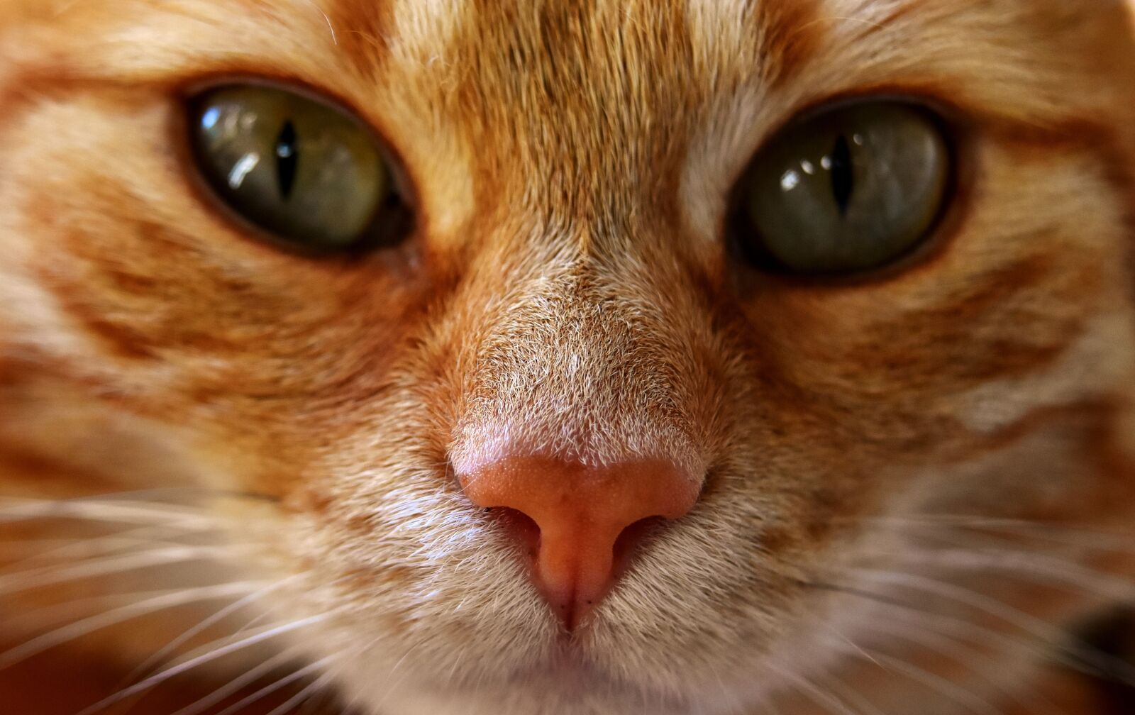 Nikon D7200 sample photo. Cat, mackerel, photograph photography