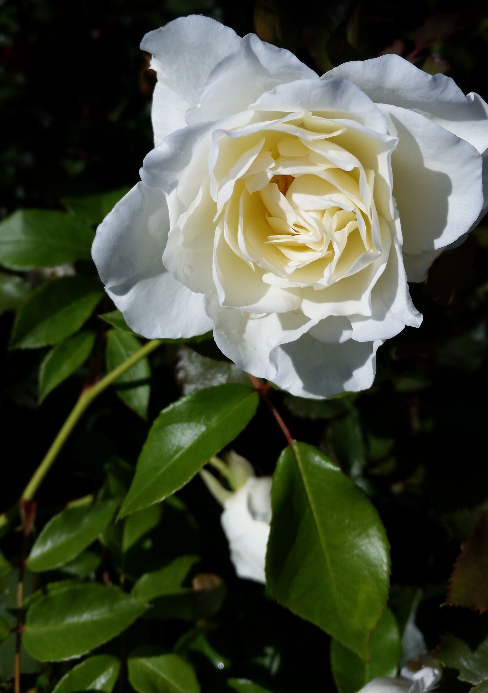 Samsung Galaxy S5 sample photo. Flower, white, rose photography