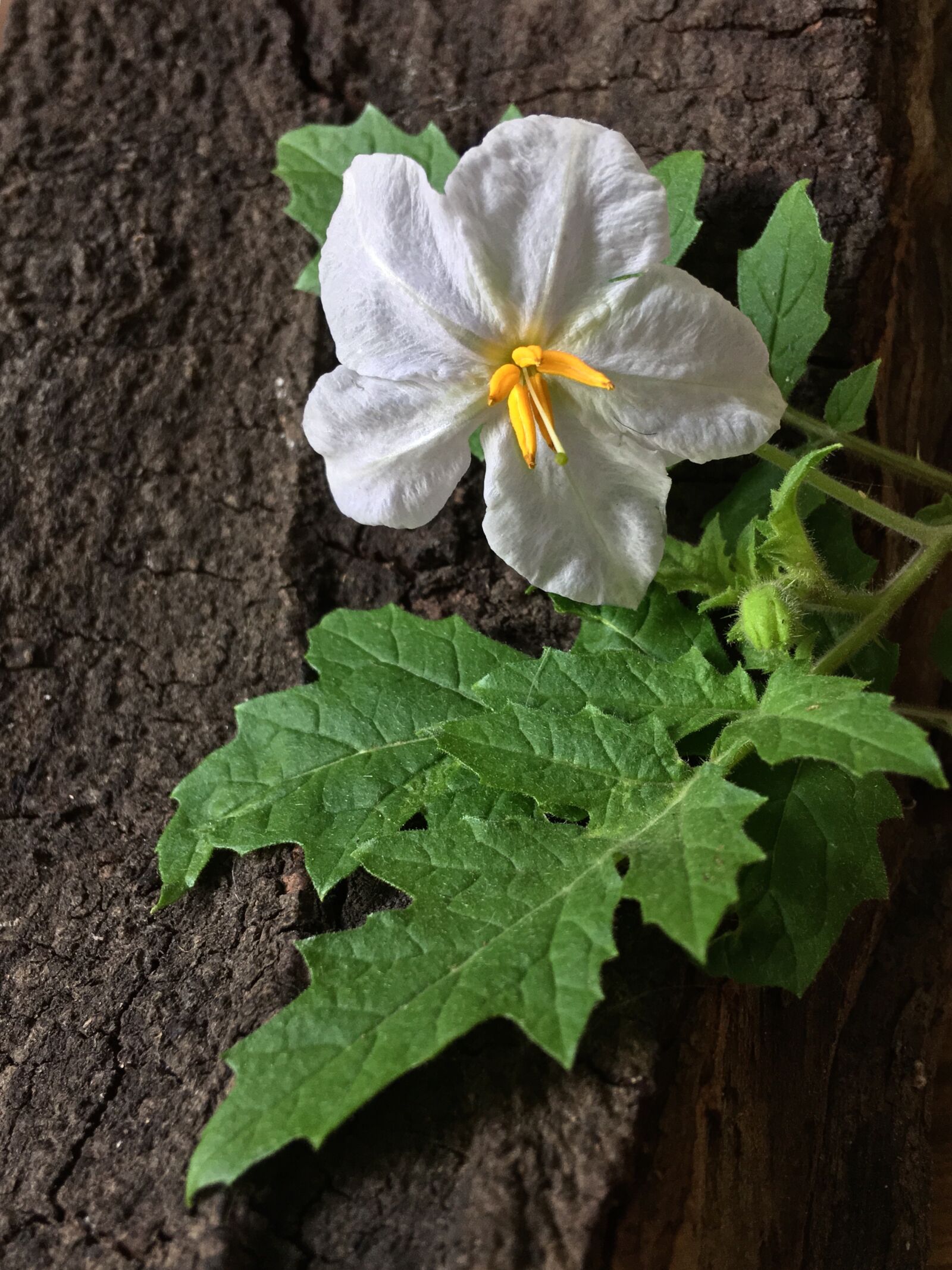 Apple iPhone 6s Plus sample photo. Wild flower, white flower photography