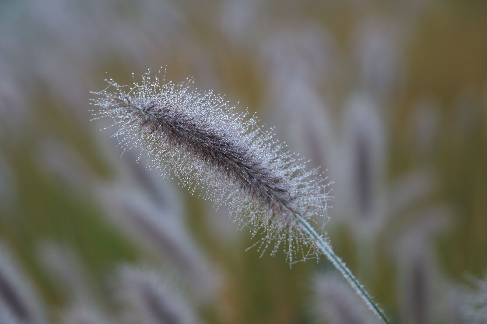 Canon EOS 750D (EOS Rebel T6i / EOS Kiss X8i) sample photo. Nature, dew, green photography