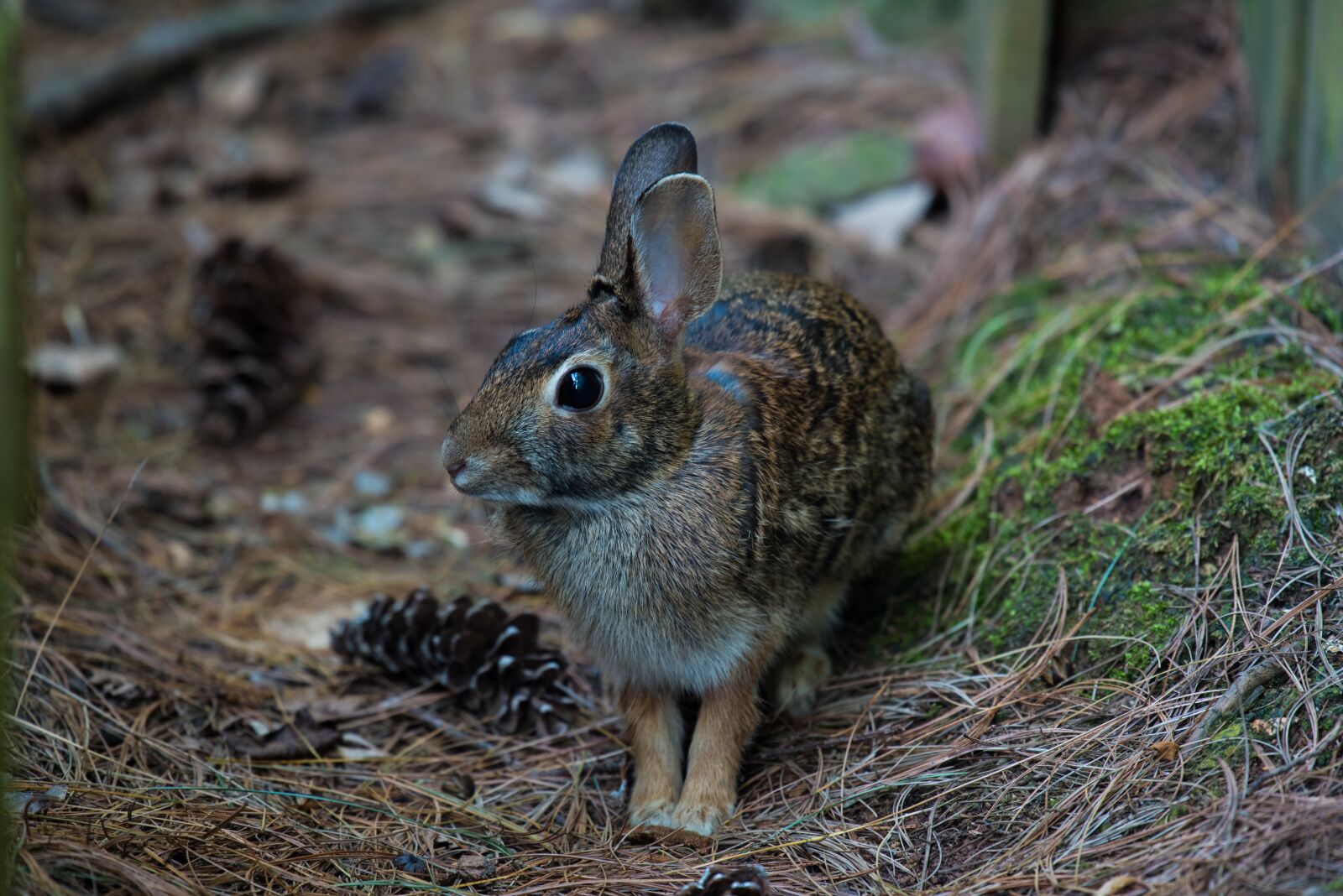 Nikon D750 sample photo. Animal, bunny, close-up photography