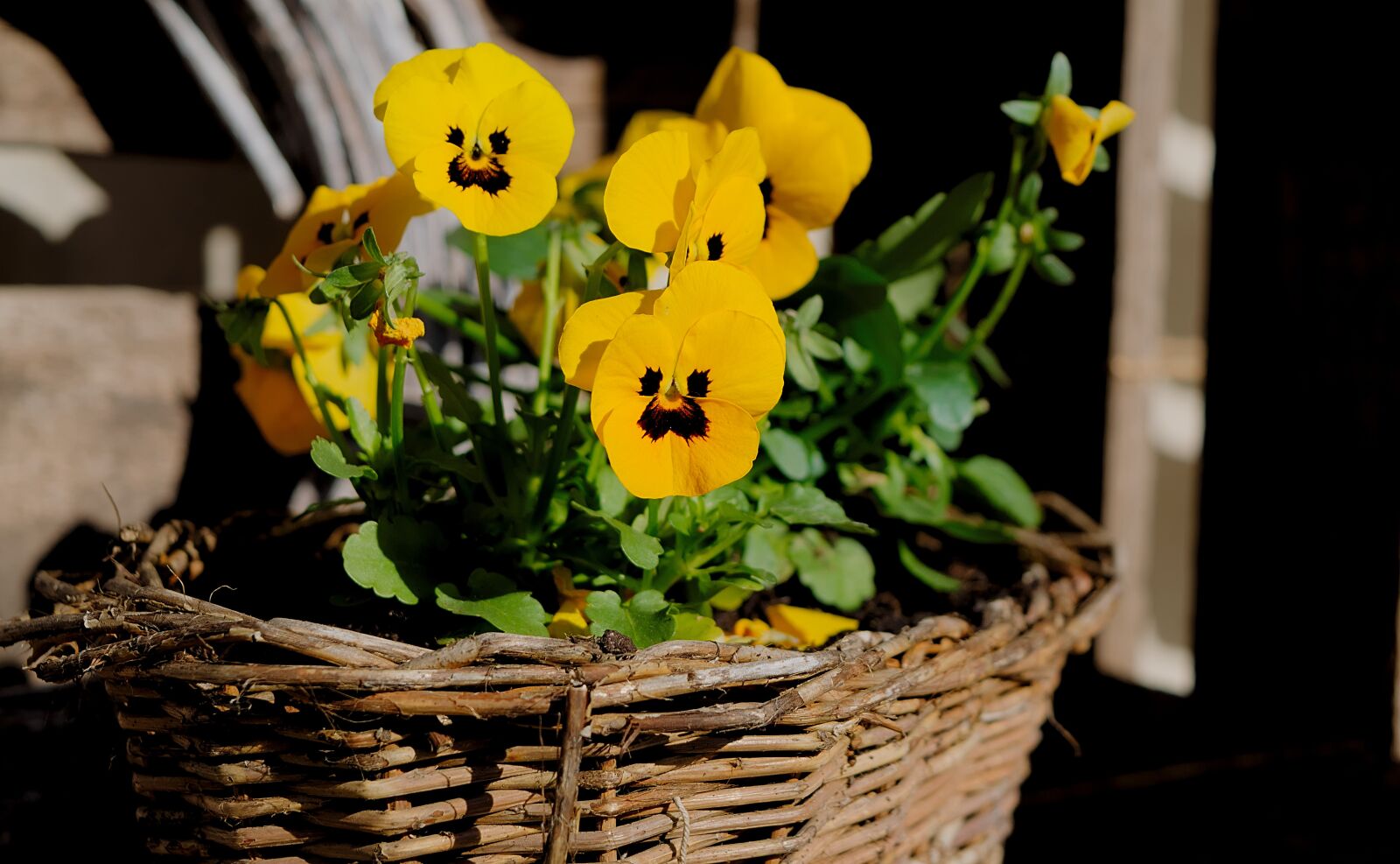 Nikon D3300 sample photo. Planting basket, pansy, yellow photography