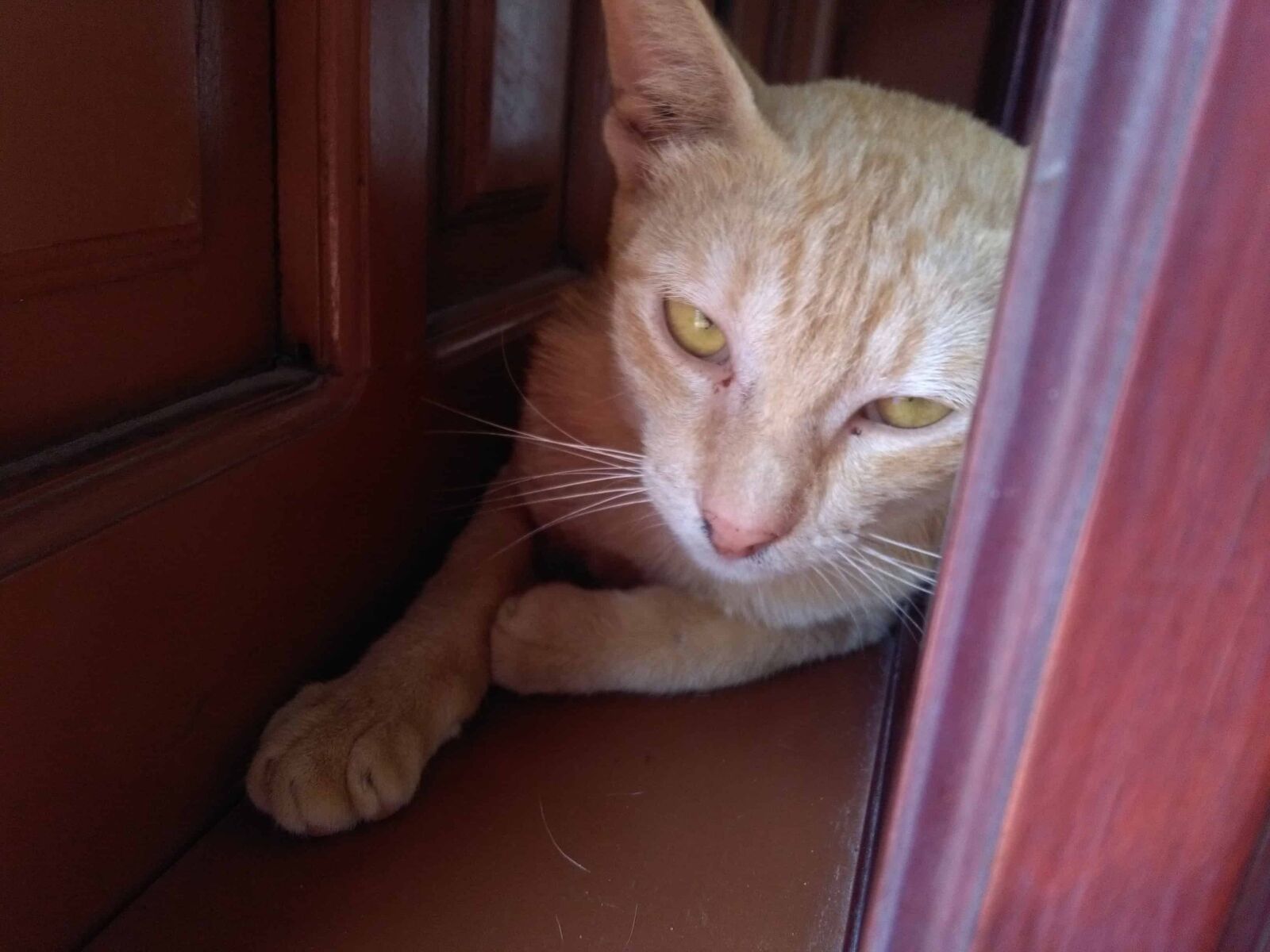 HUAWEI Y6 sample photo. Portrait, yellow cat, front photography