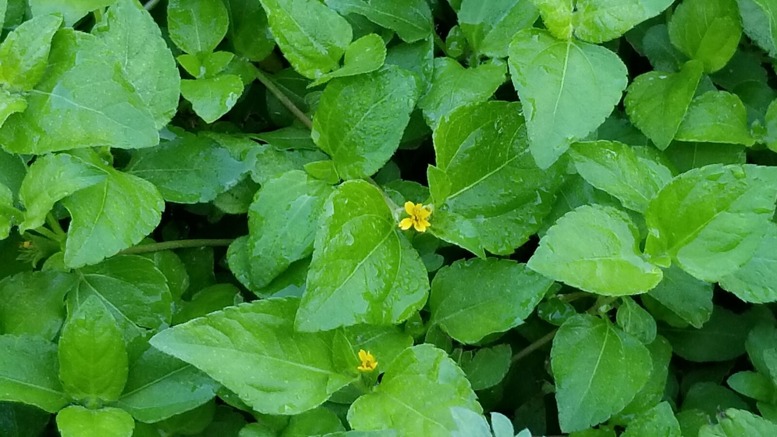 Samsung Galaxy S8+ sample photo. Flower, green, nature, spring photography