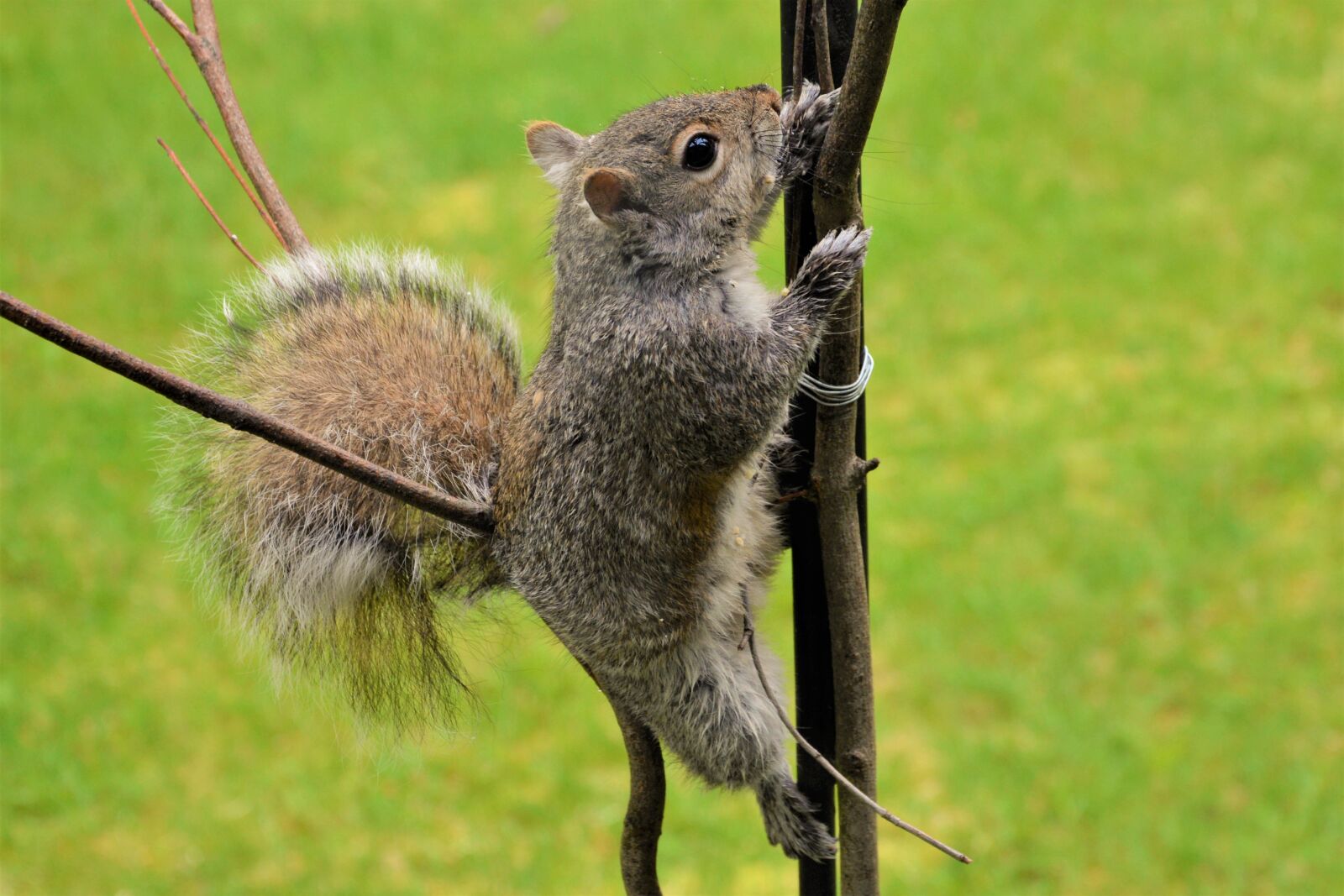 Nikon D7100 sample photo. Squirrel, young, climbing photography