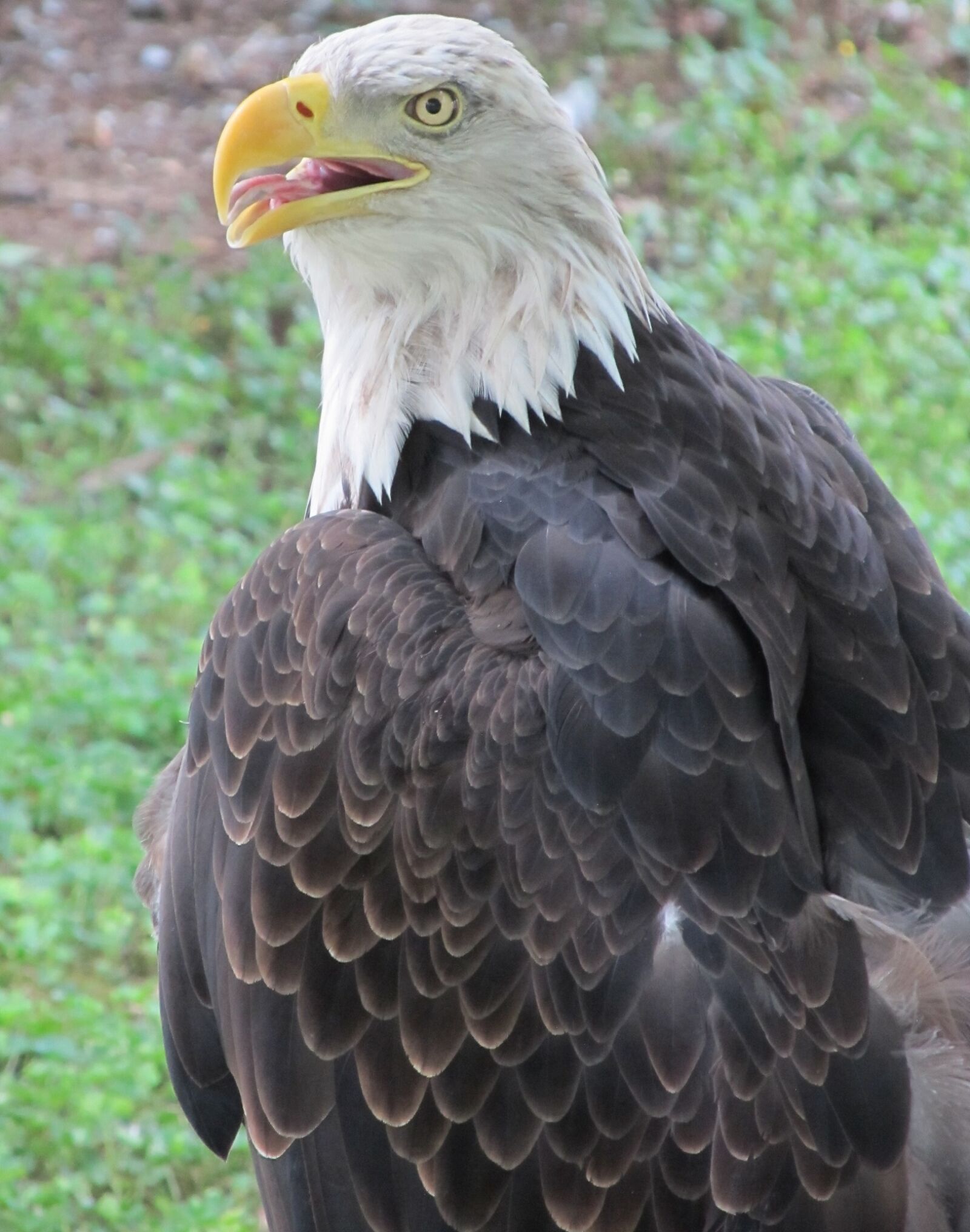 Canon PowerShot SX130 IS sample photo. Bald eagle, eagle, raptor photography