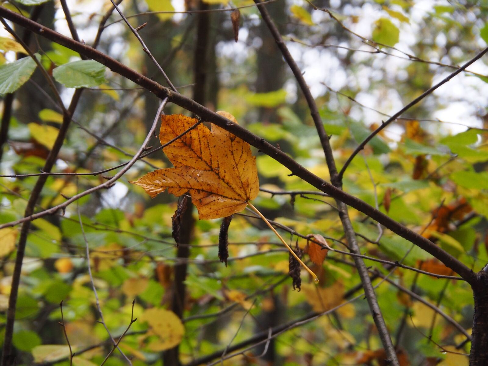 Olympus M.Zuiko Digital ED 14-150mm F4-5.6 II sample photo. Leaves, autumn, fall foliage photography