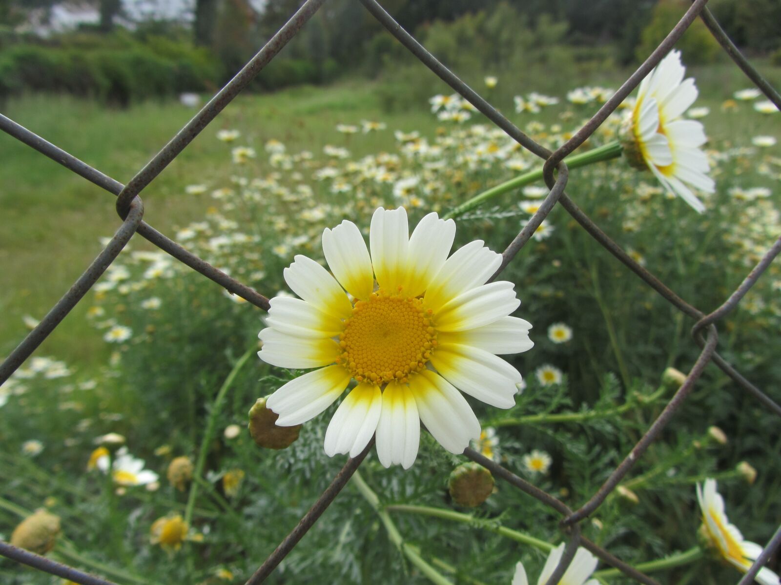 Canon PowerShot SX220 HS sample photo. Flowers, nature, daisies photography