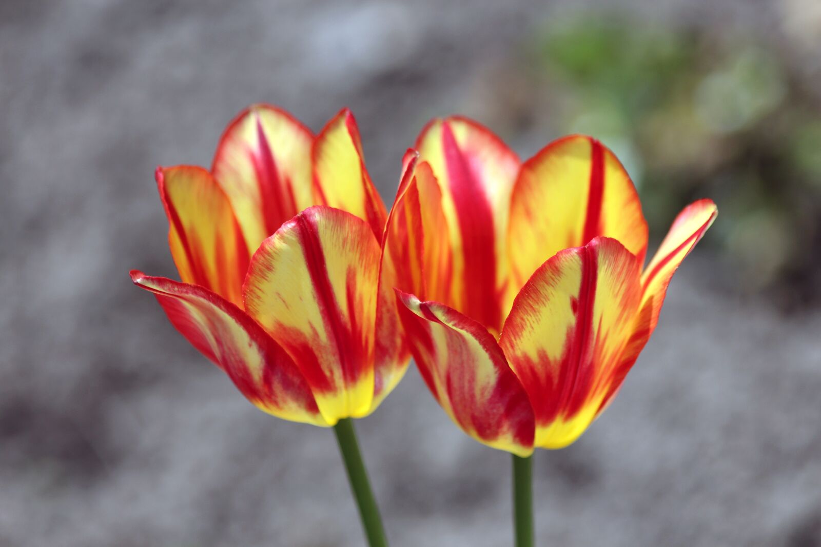 Canon EOS 650D (EOS Rebel T4i / EOS Kiss X6i) sample photo. Tulips, flowers, handsomely photography