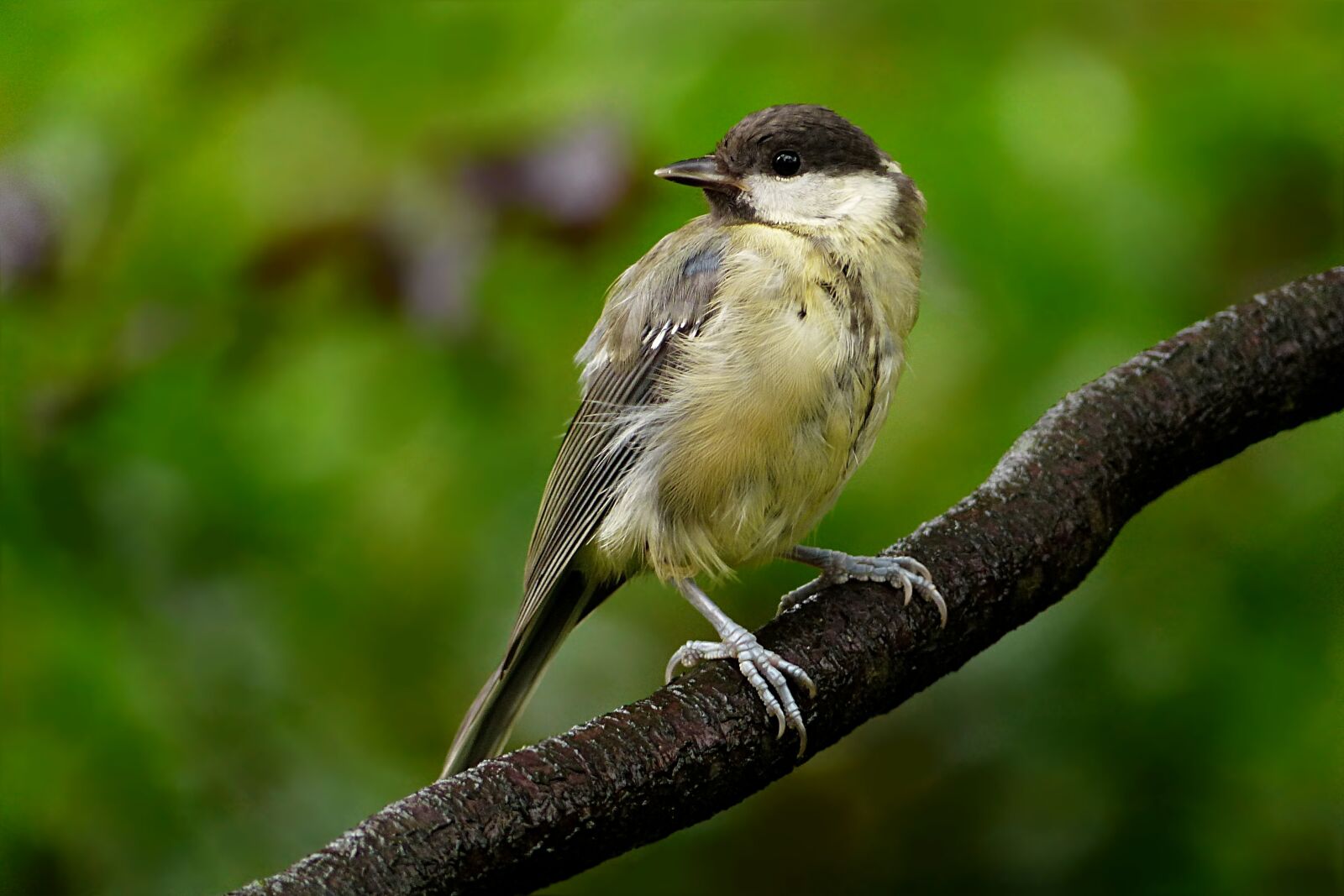 Panasonic Lumix DMC-FZ200 sample photo. Animal, bird, tit photography