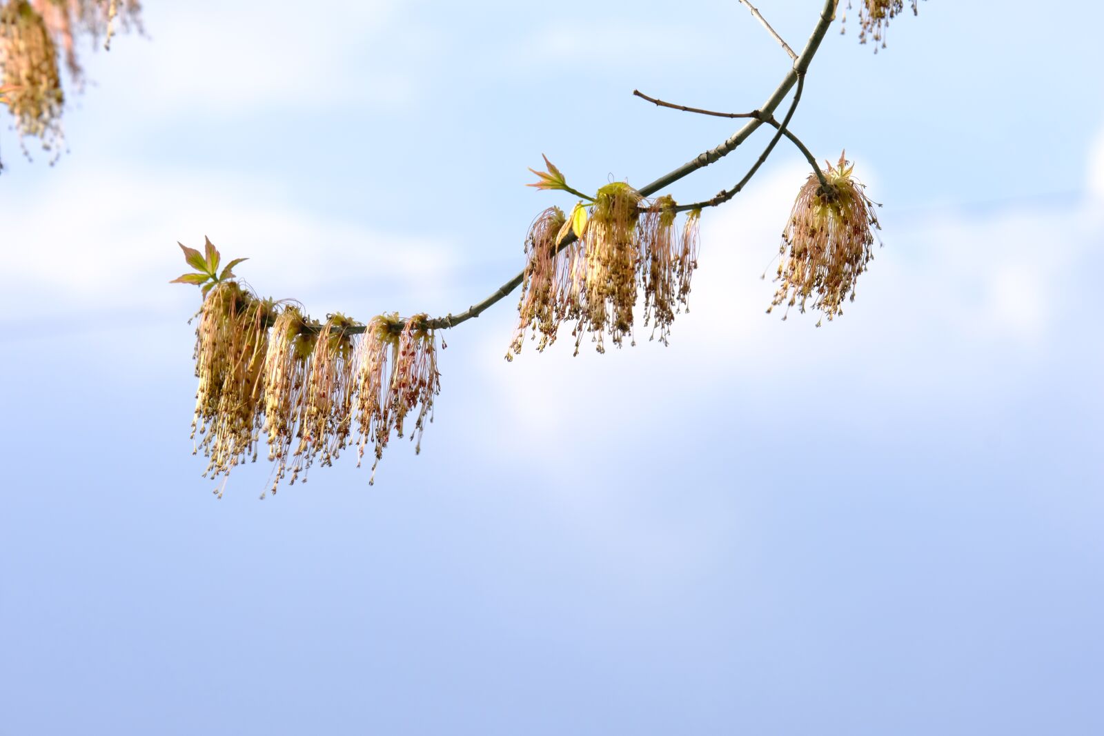 Fujifilm X-T2 + Fujifilm XF 55-200mm F3.5-4.8 R LM OIS sample photo. Tufts, blossom, bloom photography