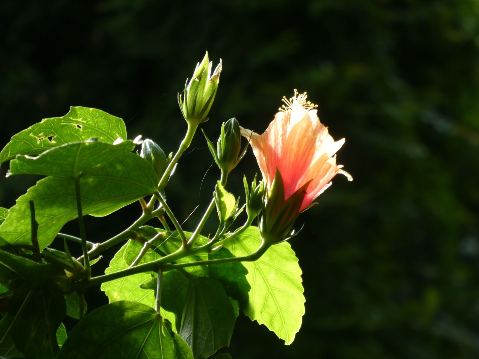 Panasonic DC-TZ91 sample photo. Hibiscus, rosa sinensis, red photography