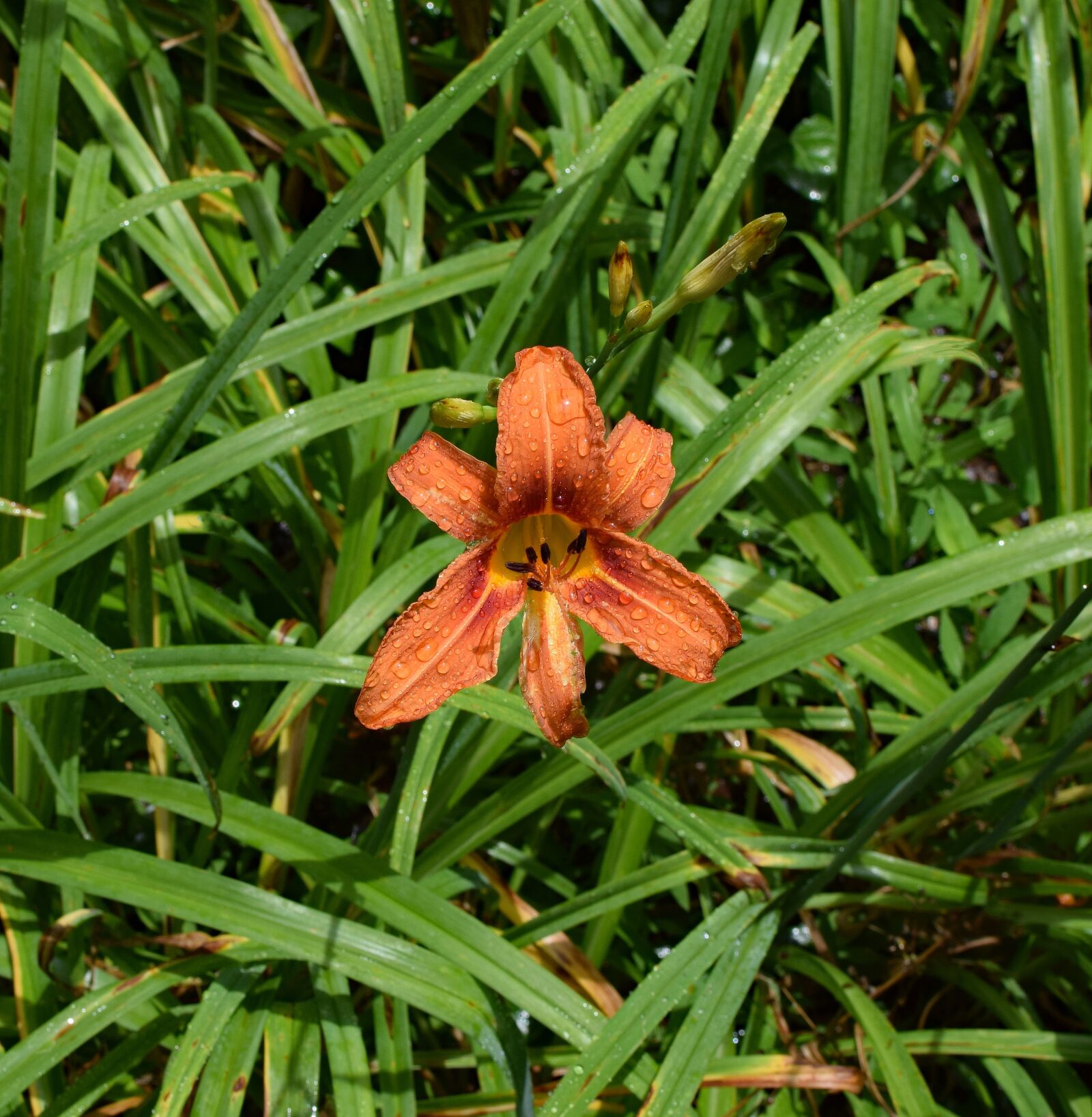 Nikon D3300 sample photo. Rain-wet daylily, rain, flower photography