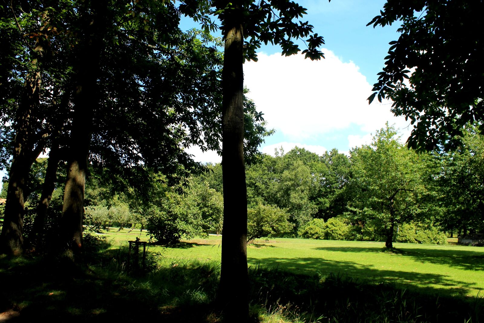 Canon EOS 1100D (EOS Rebel T3 / EOS Kiss X50) sample photo. Forest, meadow, trees photography