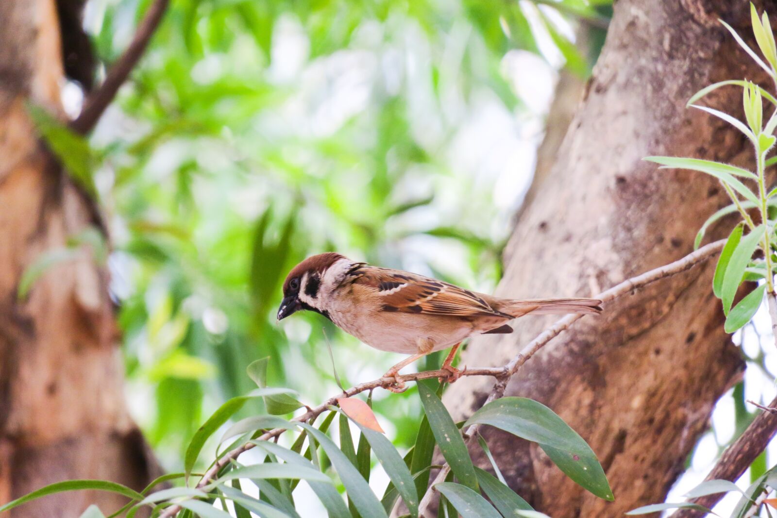 Canon PowerShot G3 X sample photo. Bird, nature, outdoor photography