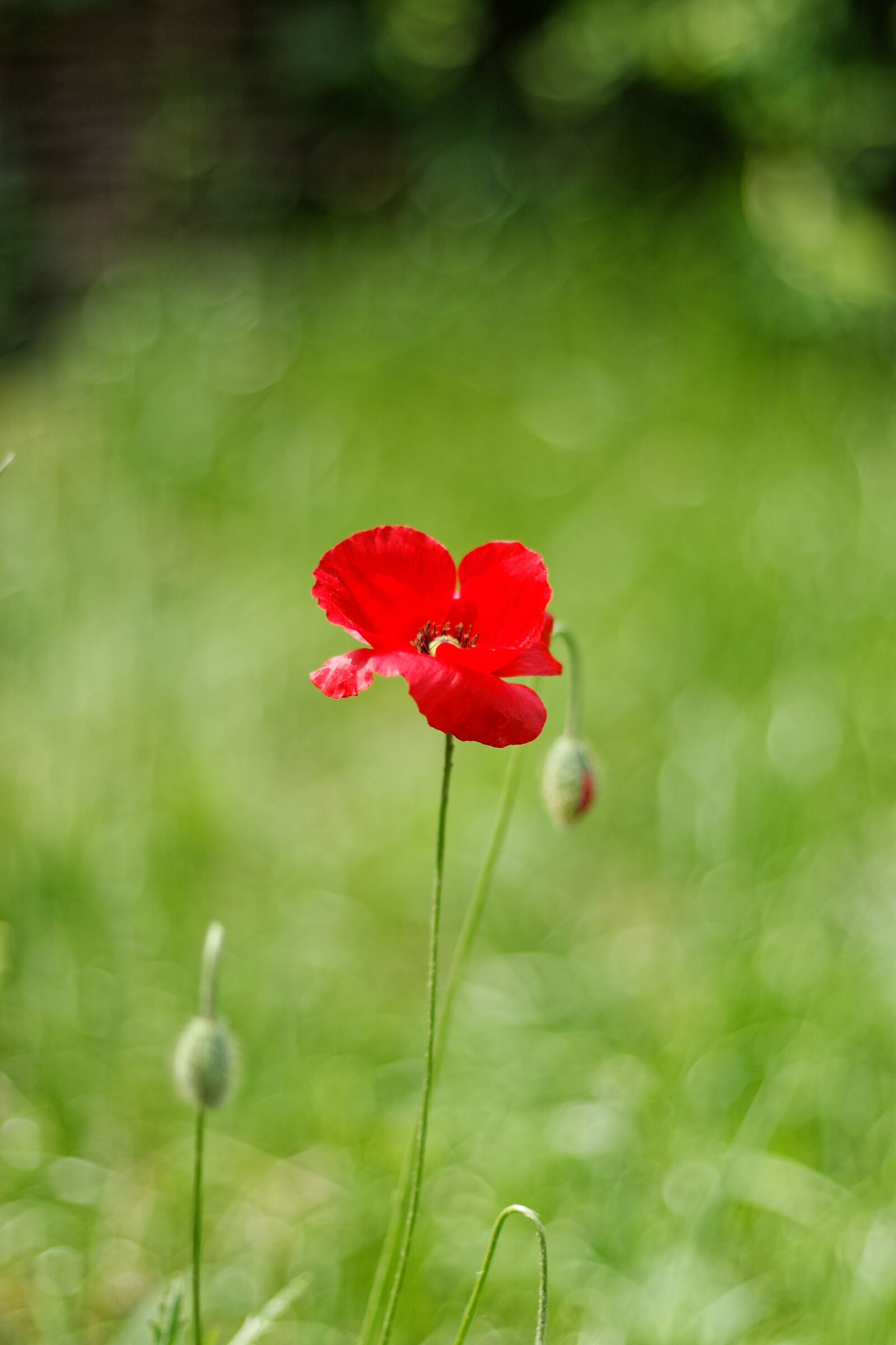 Canon EOS 30D sample photo. One flower, red poppy photography