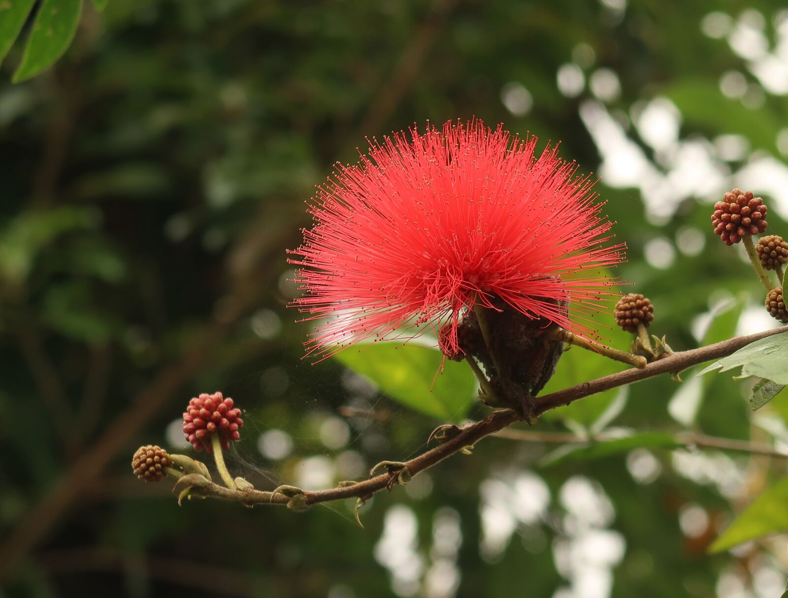 Canon PowerShot G7 X Mark II sample photo. Calliandra, ‎red powder-puff, fluffy photography