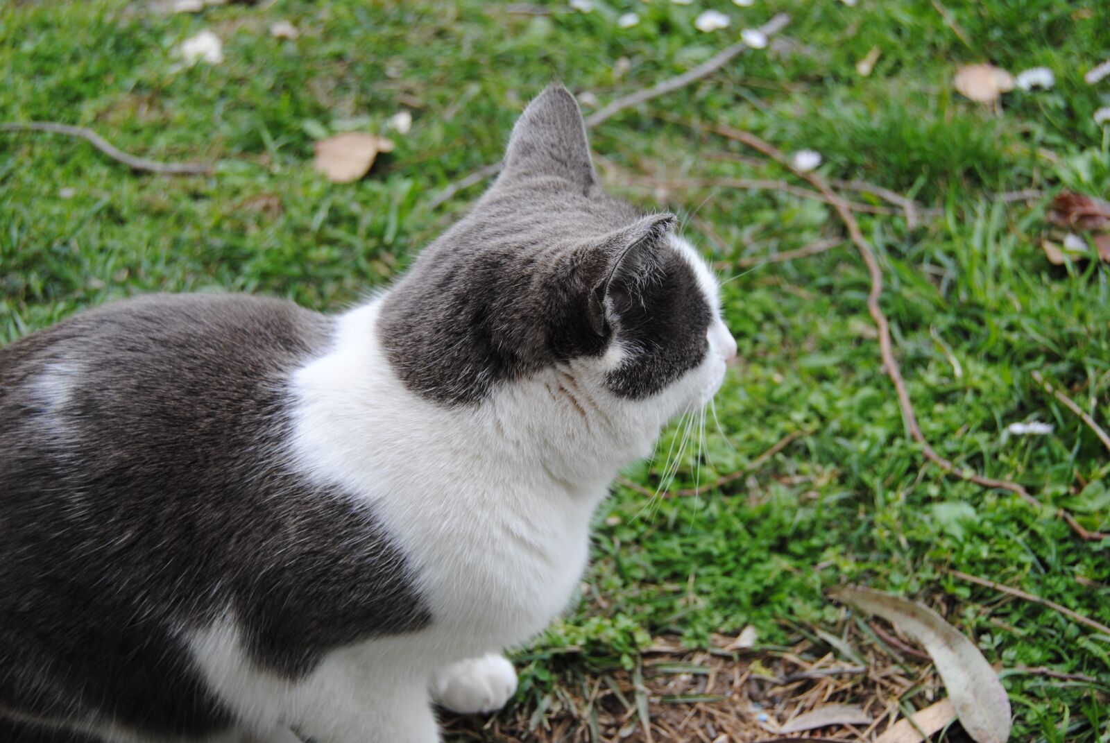 Nikon D3000 sample photo. Animalia, nice, nature photography