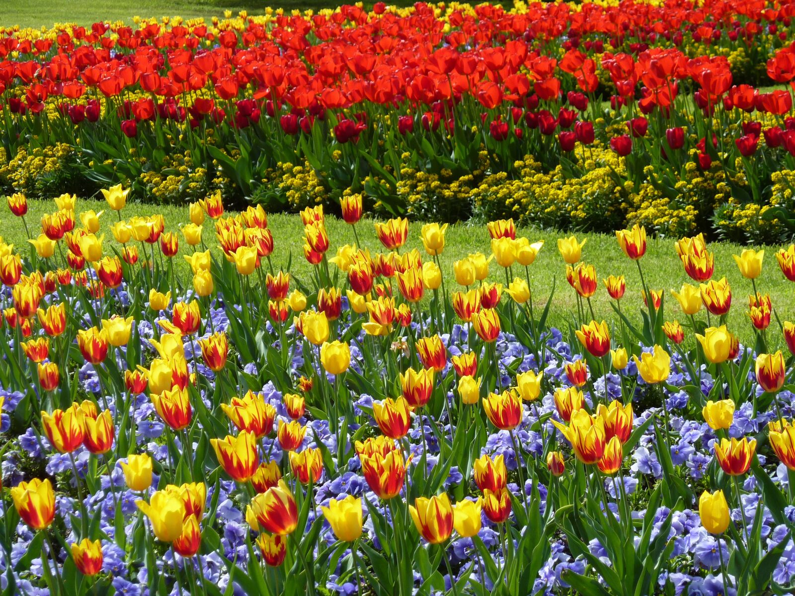 Panasonic DMC-TZ7 sample photo. Park, tulips, tulip field photography
