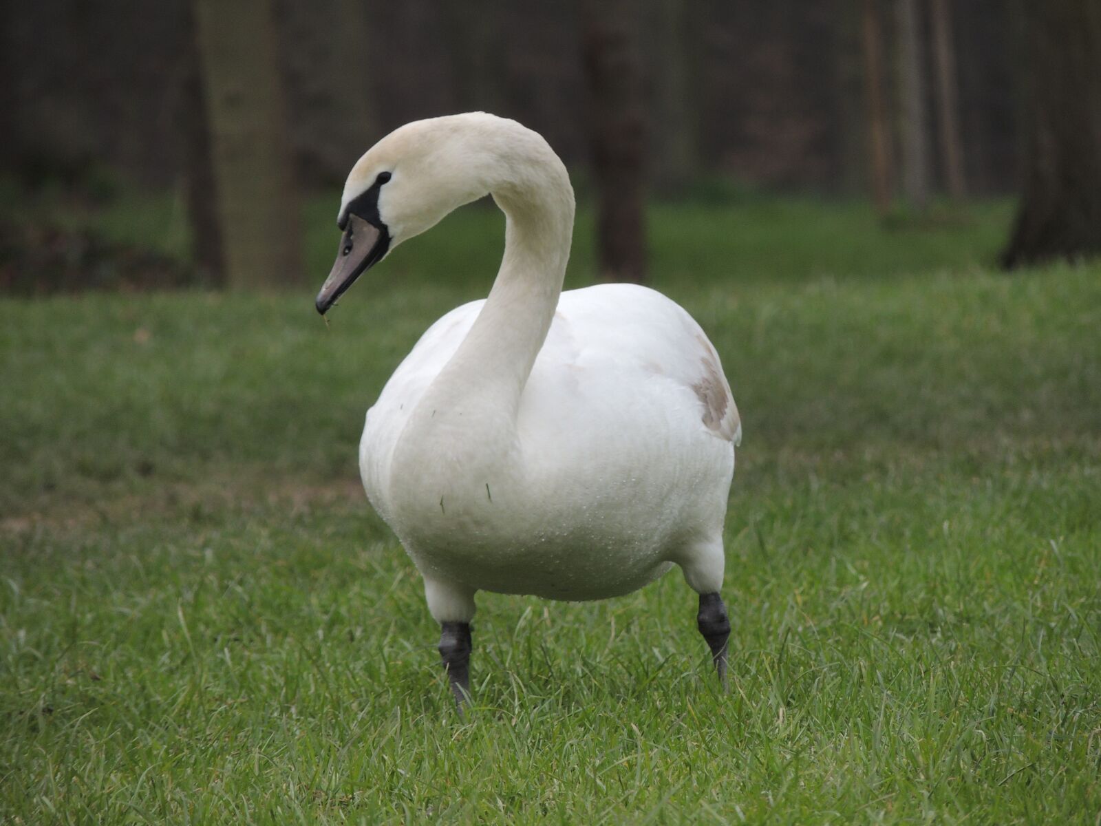 Nikon Coolpix P510 sample photo. Swan, white, bird photography