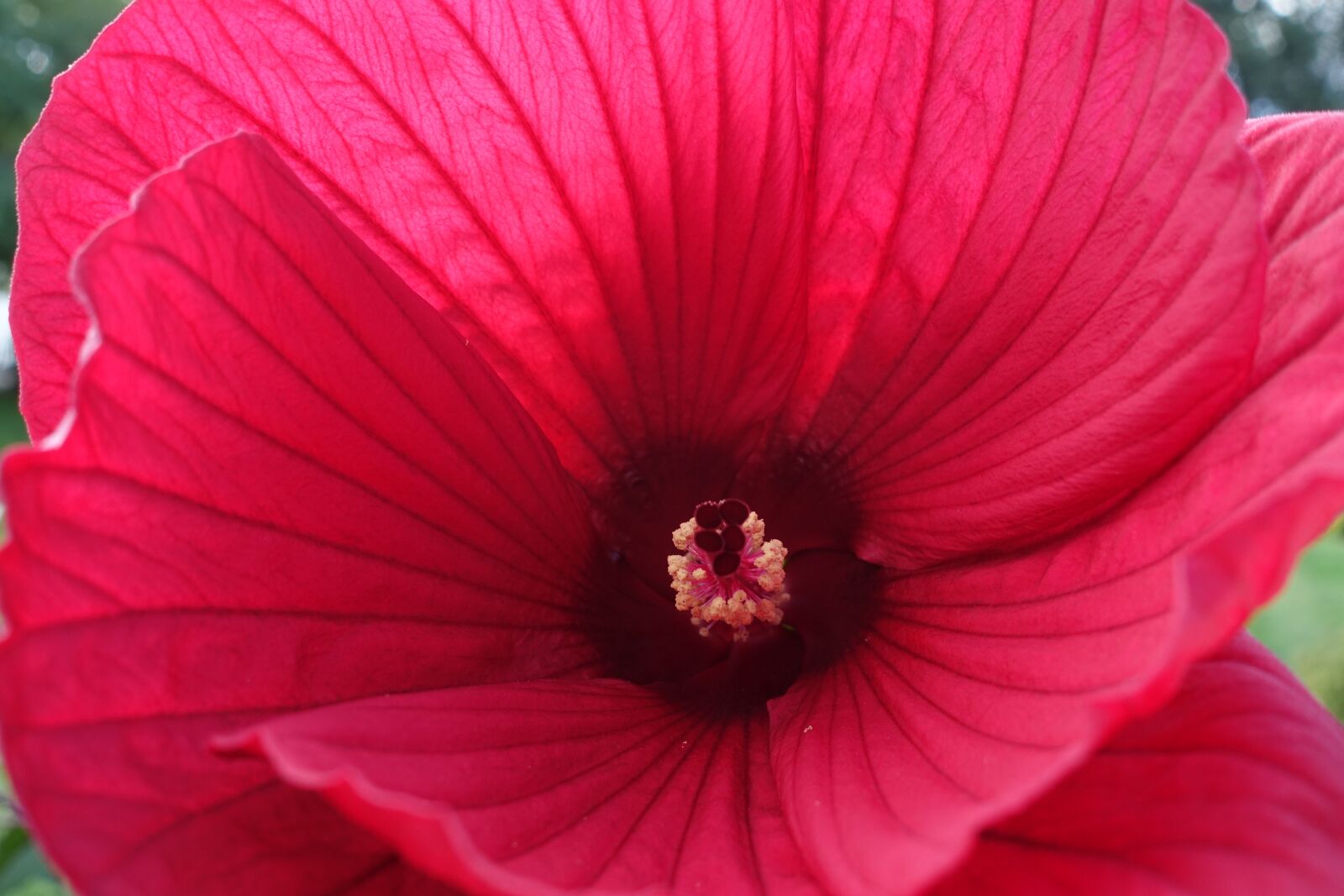 Sony Cyber-shot DSC-RX100 III sample photo. Perennials-hibiscus, hibiscus moscheutos hybrid photography