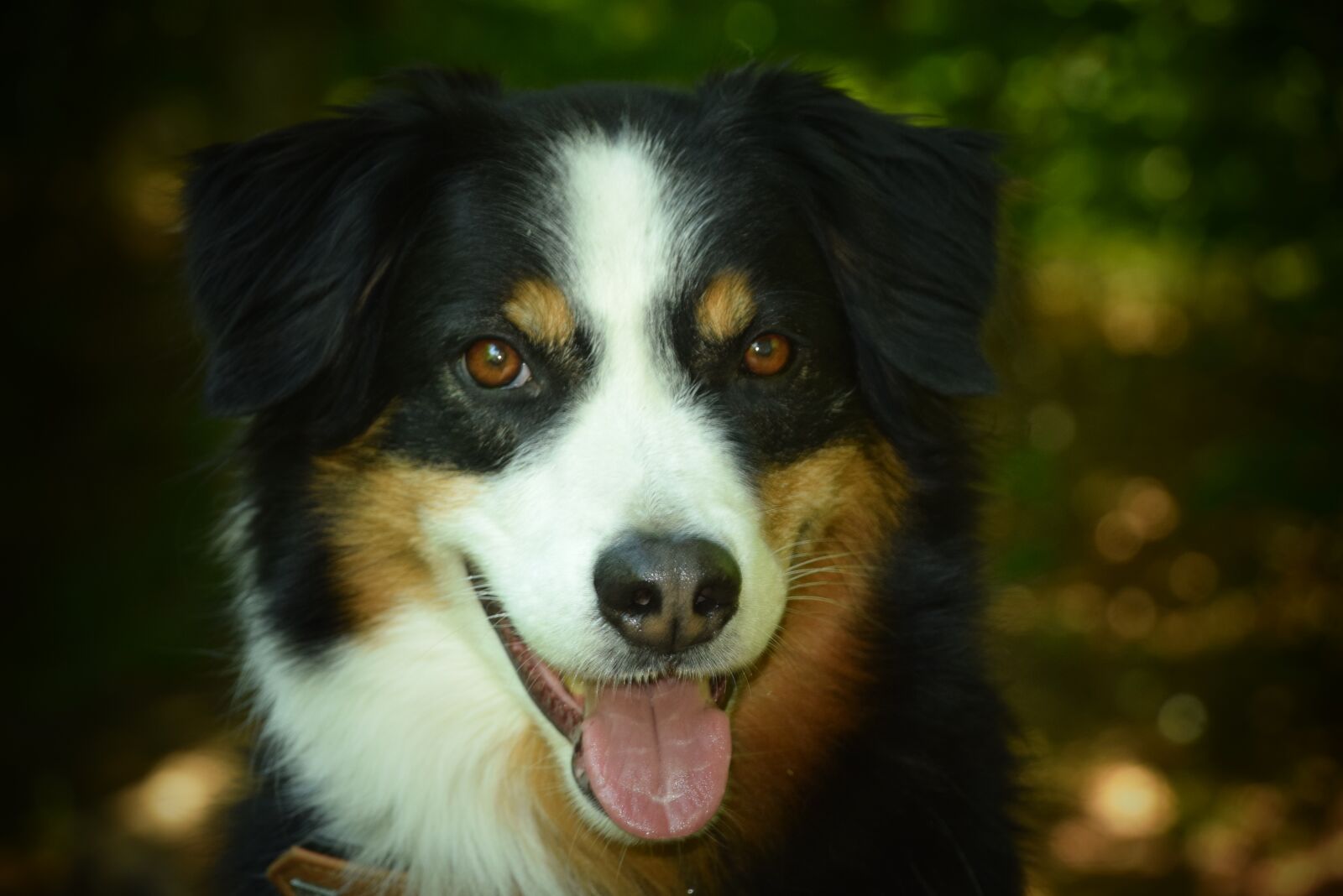 Nikon D3300 sample photo. Dog, canine, domestic photography