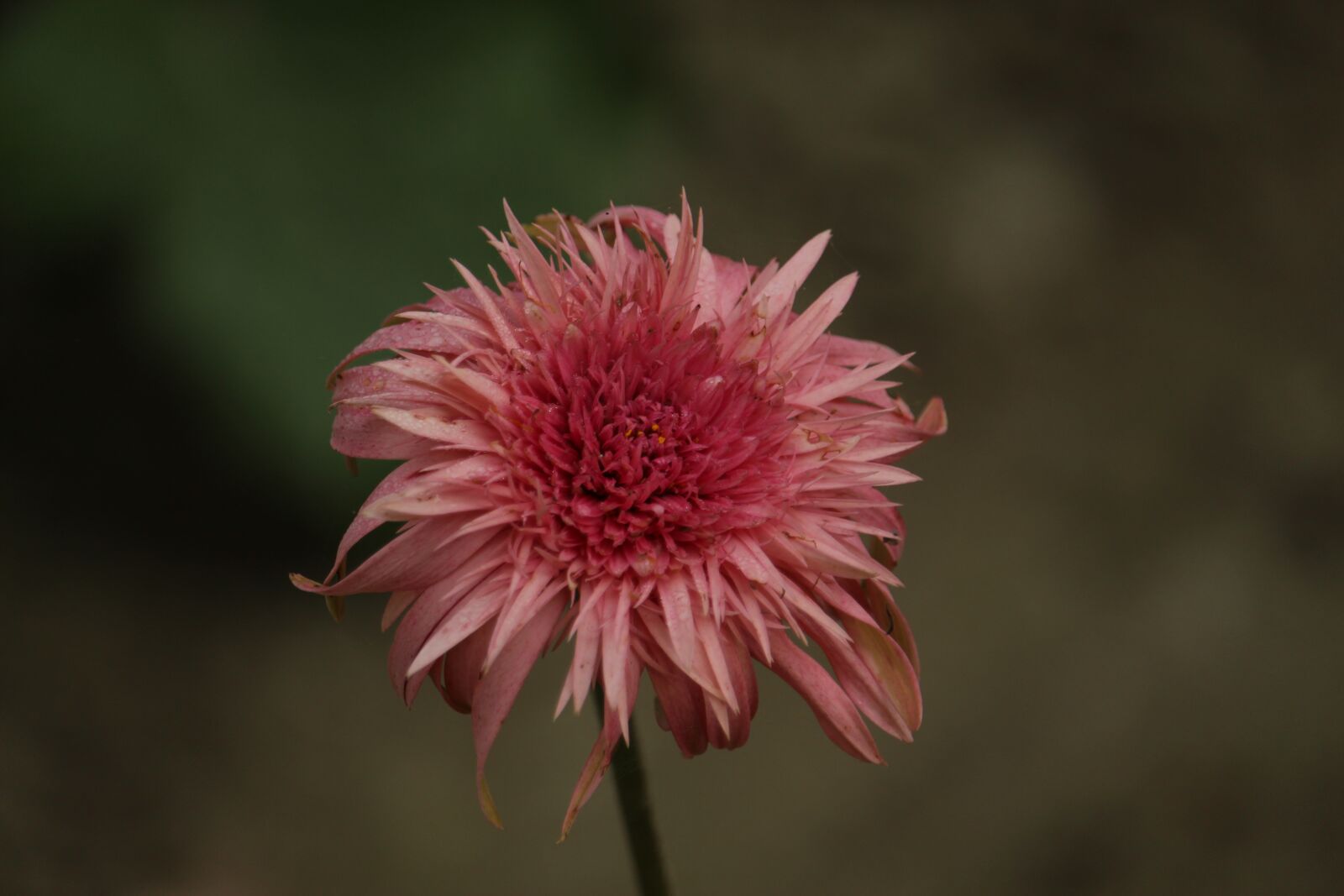 Canon EF-S 55-250mm F4-5.6 IS STM sample photo. Sunflower, sunflower love, blossom photography