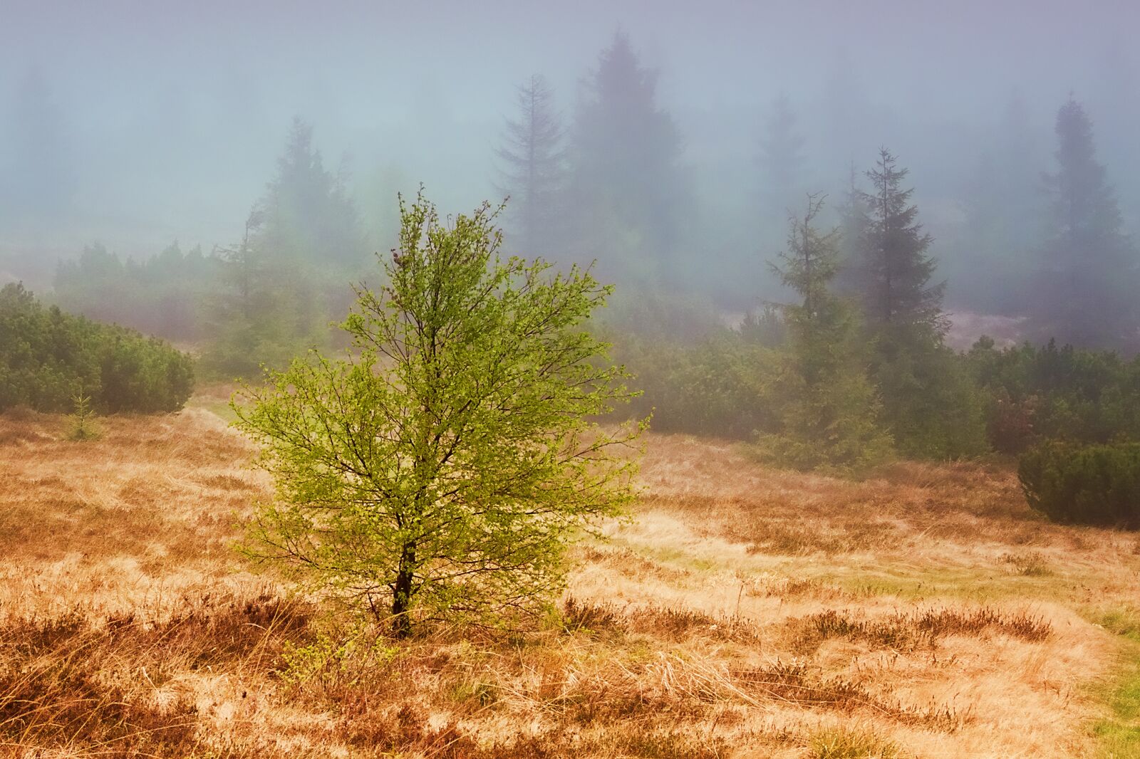Panasonic DMC-FZ18 sample photo. Mist, forest, outdoor photography