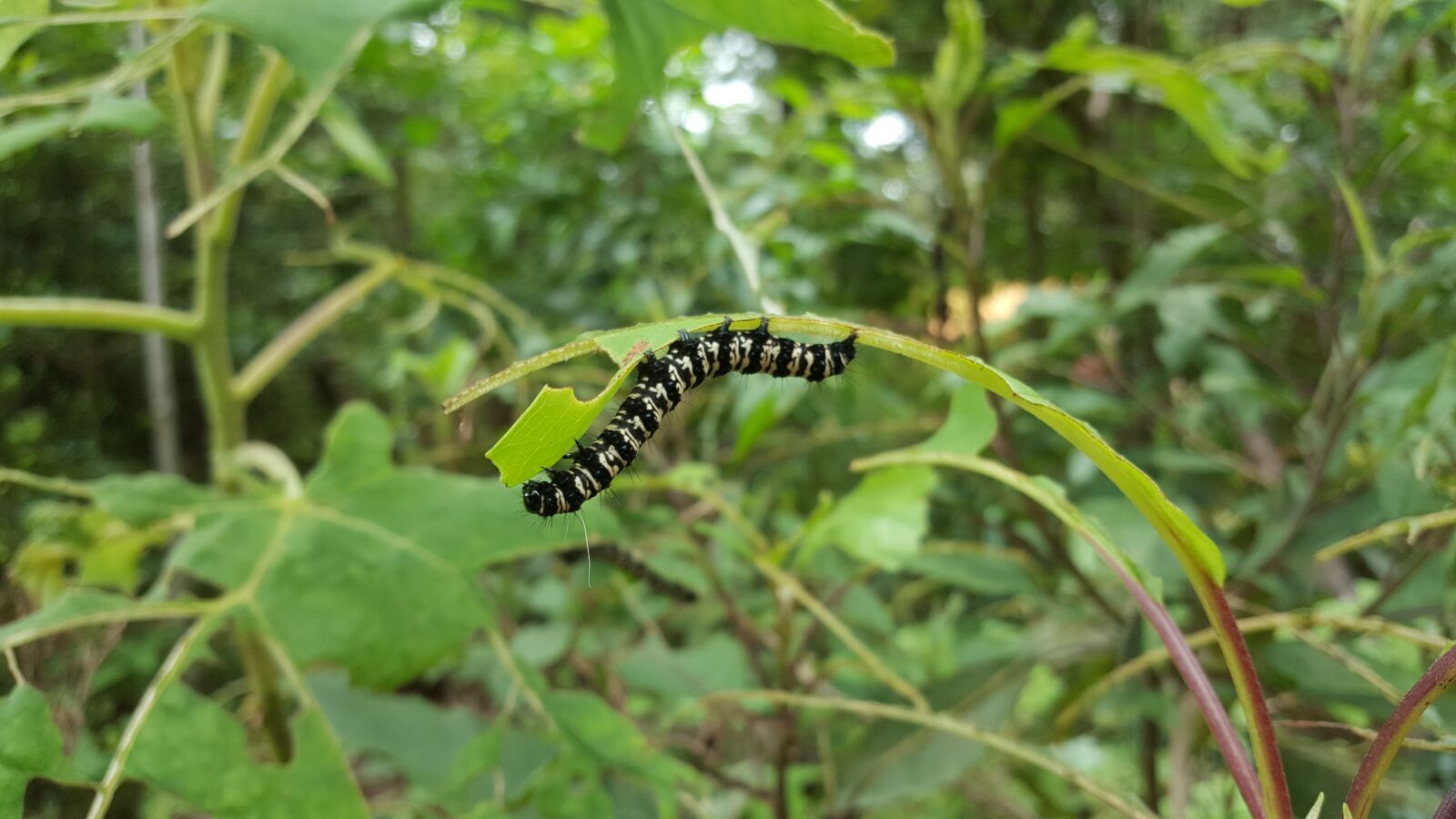 Samsung Galaxy Note5 sample photo. Bug, green, nature photography
