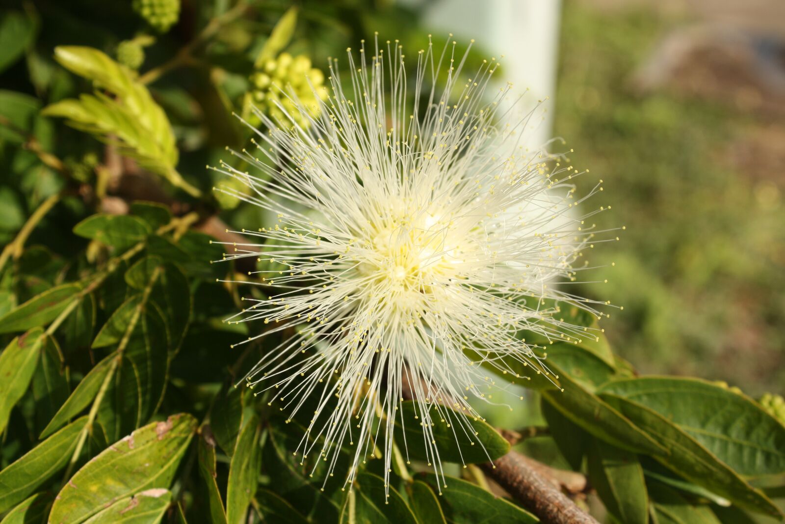 Canon EOS 1000D (EOS Digital Rebel XS / EOS Kiss F) sample photo. Golden penda, flower, native photography