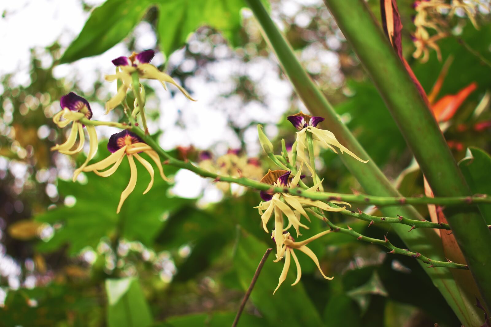 Nikon D3400 sample photo. Nature, orchids, flower photography